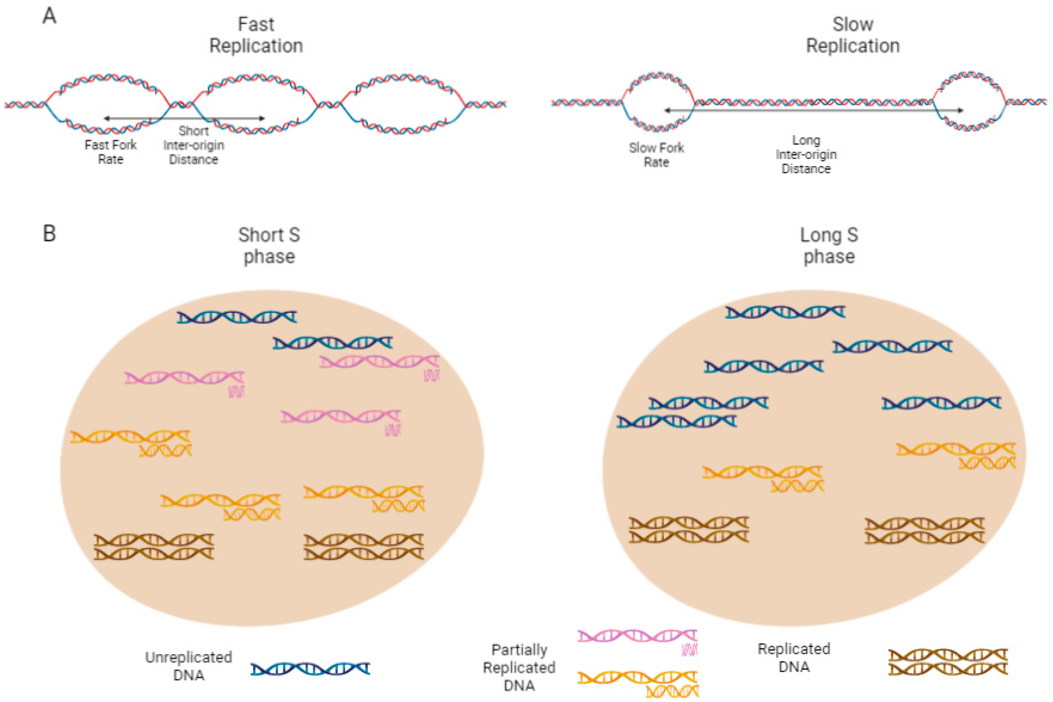 S Phase Duration Is Determined by Local Rate ... Biology Diagrams