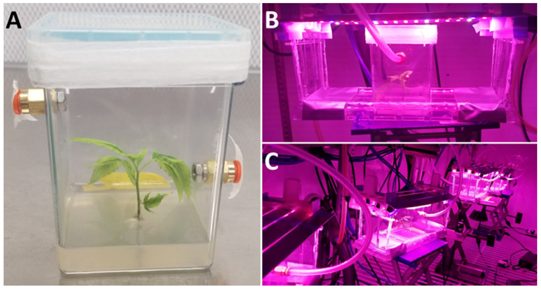 Biology 11 00729 g002 Biology 11 00729 g002
