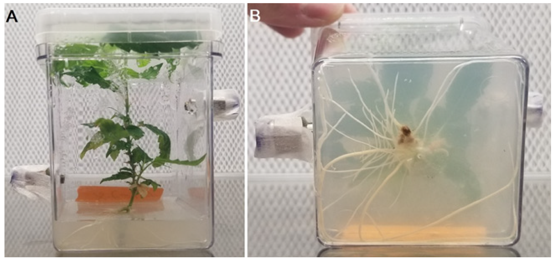 Biology 11 00729 g004 Biology 11 00729 g004