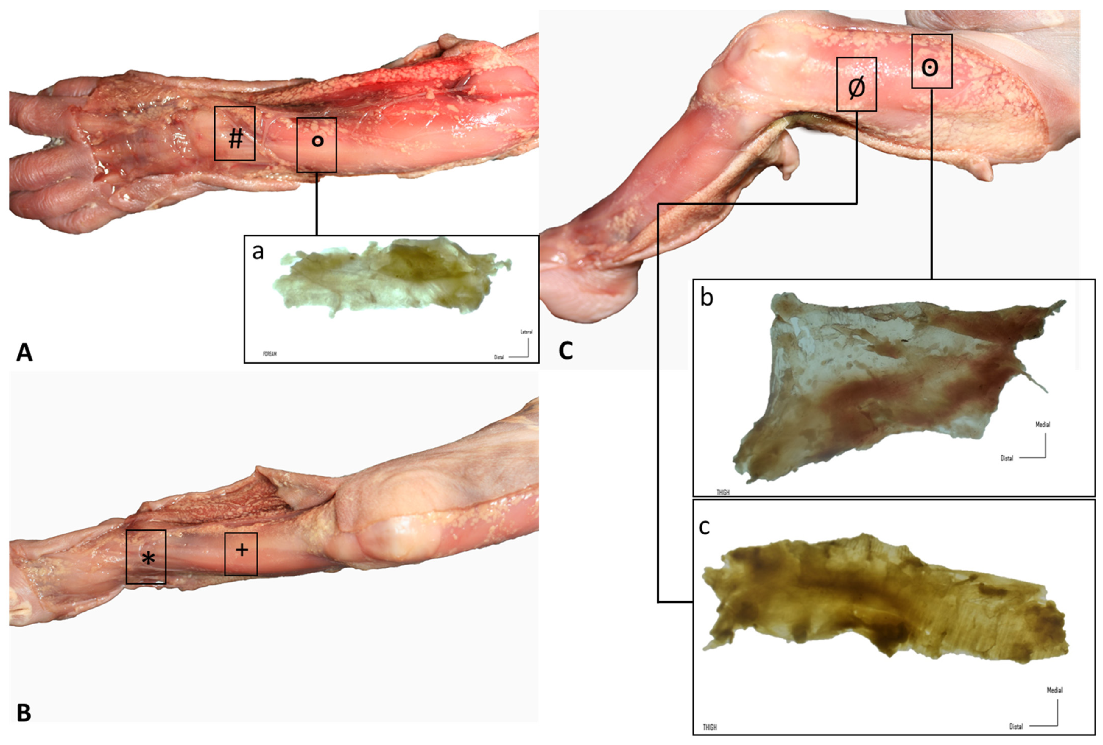 Biology 11 00735 g001