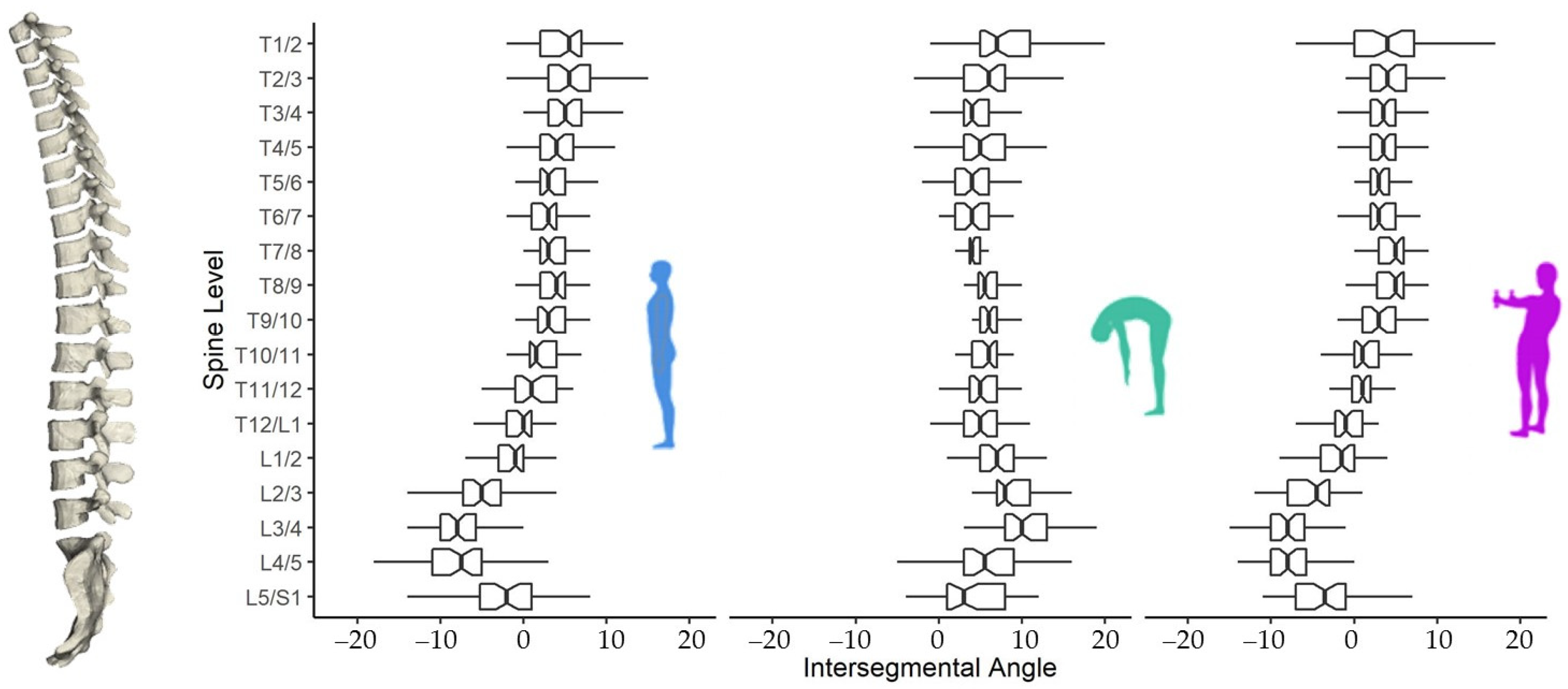Biology Free Full-Text Spine