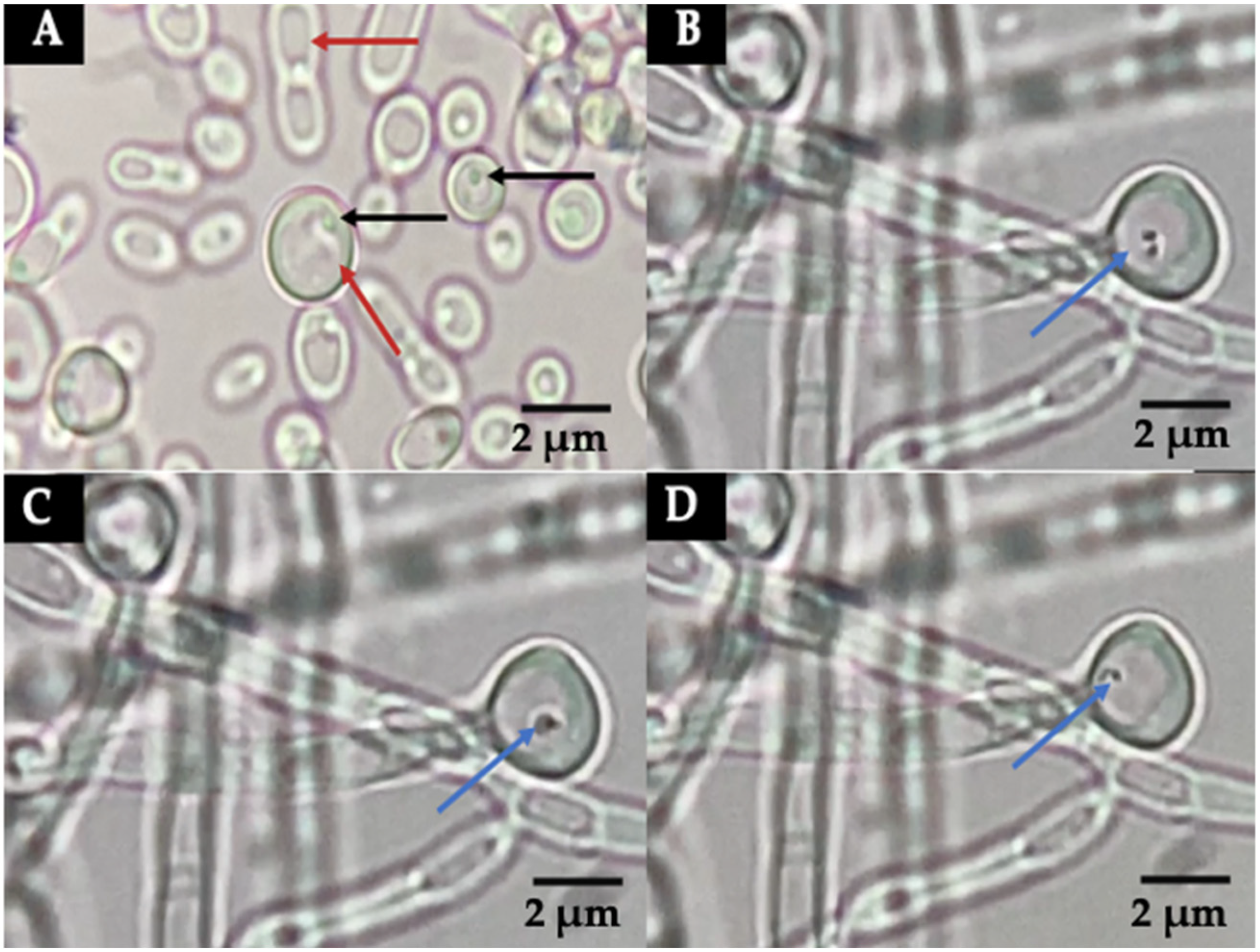 Biology 11 00738 g003 Biology 11 00738 g003