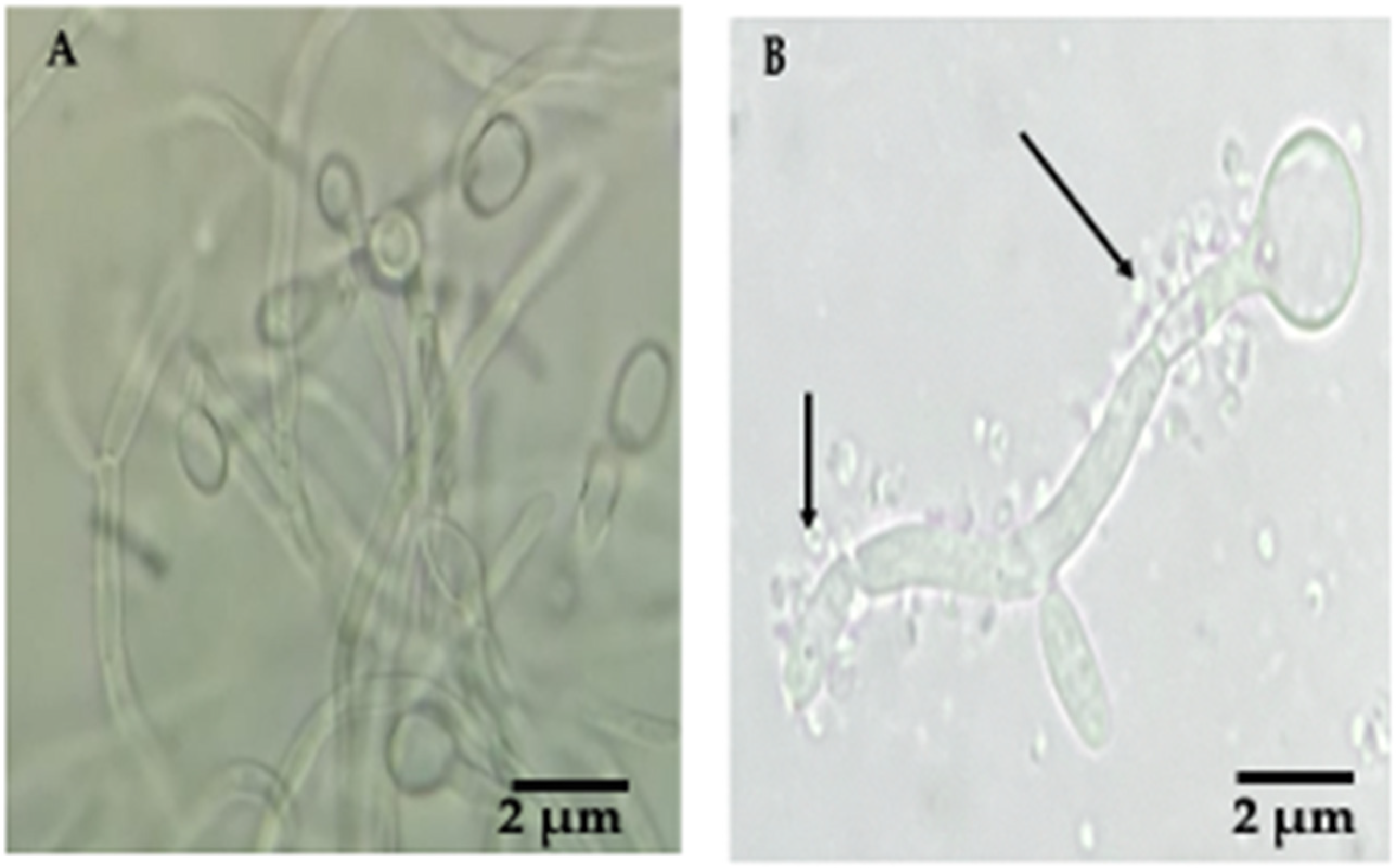 Biology 11 00738 g004 Biology 11 00738 g004