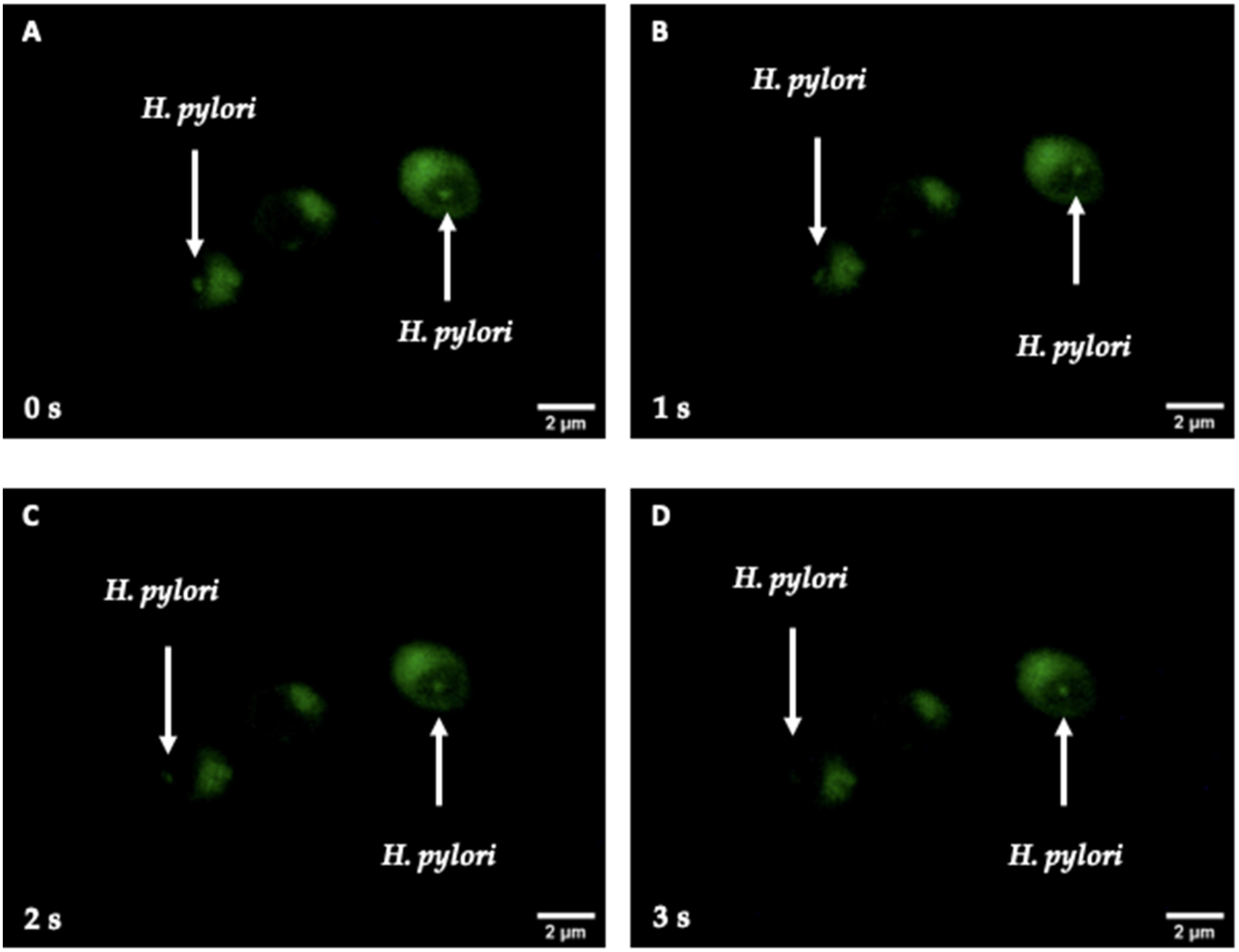 Biology 11 00738 g010 Biology 11 00738 g010