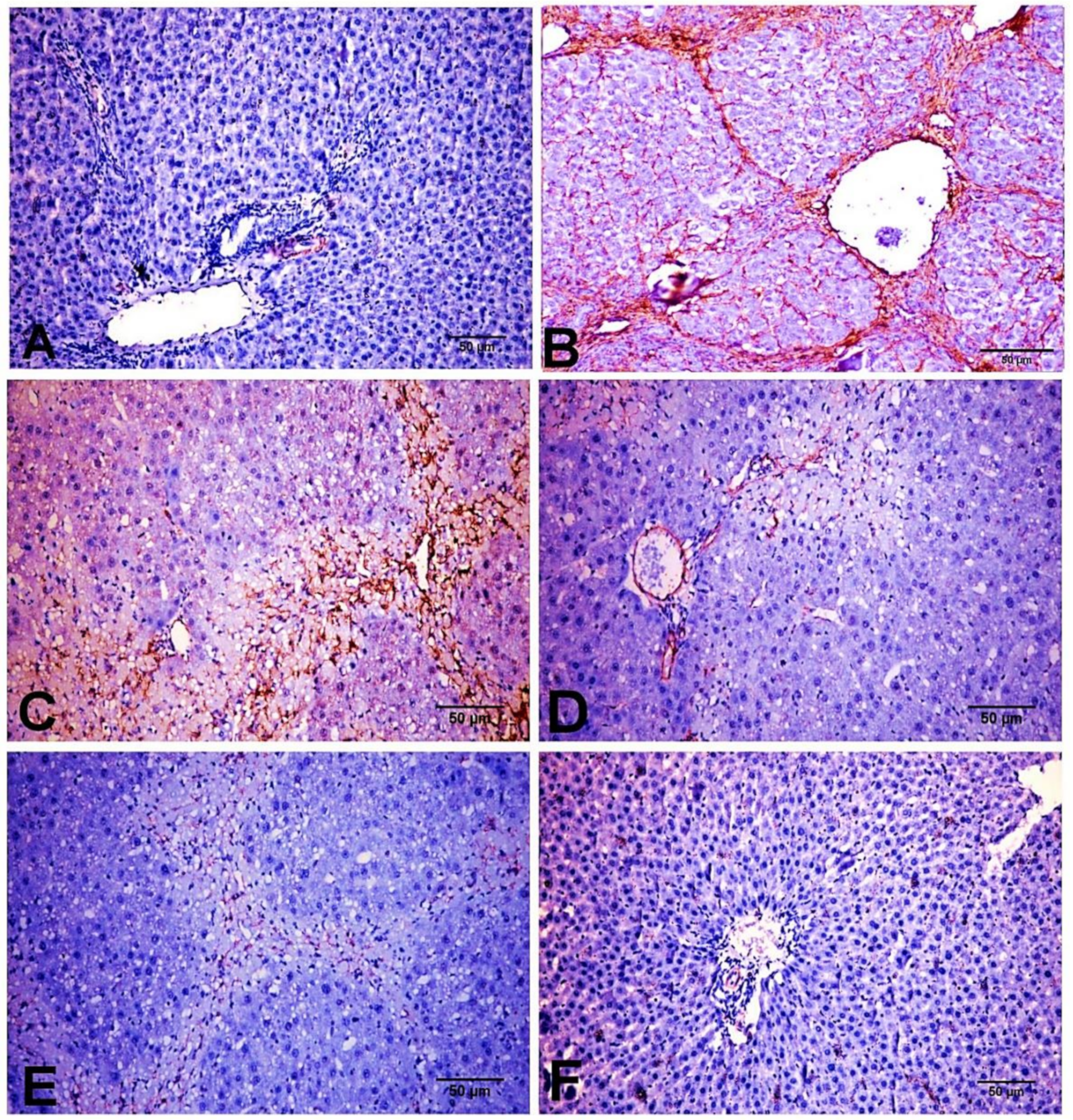 Biology 11 00739 g006