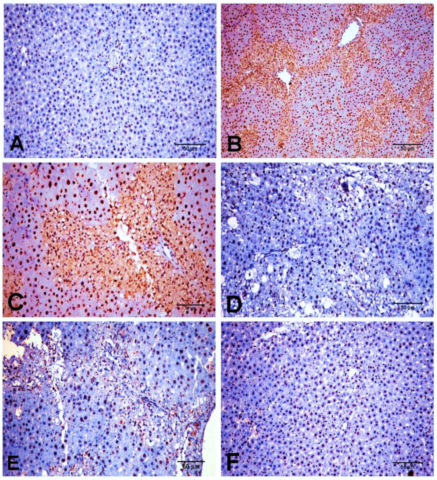 Biology 11 00739 g008