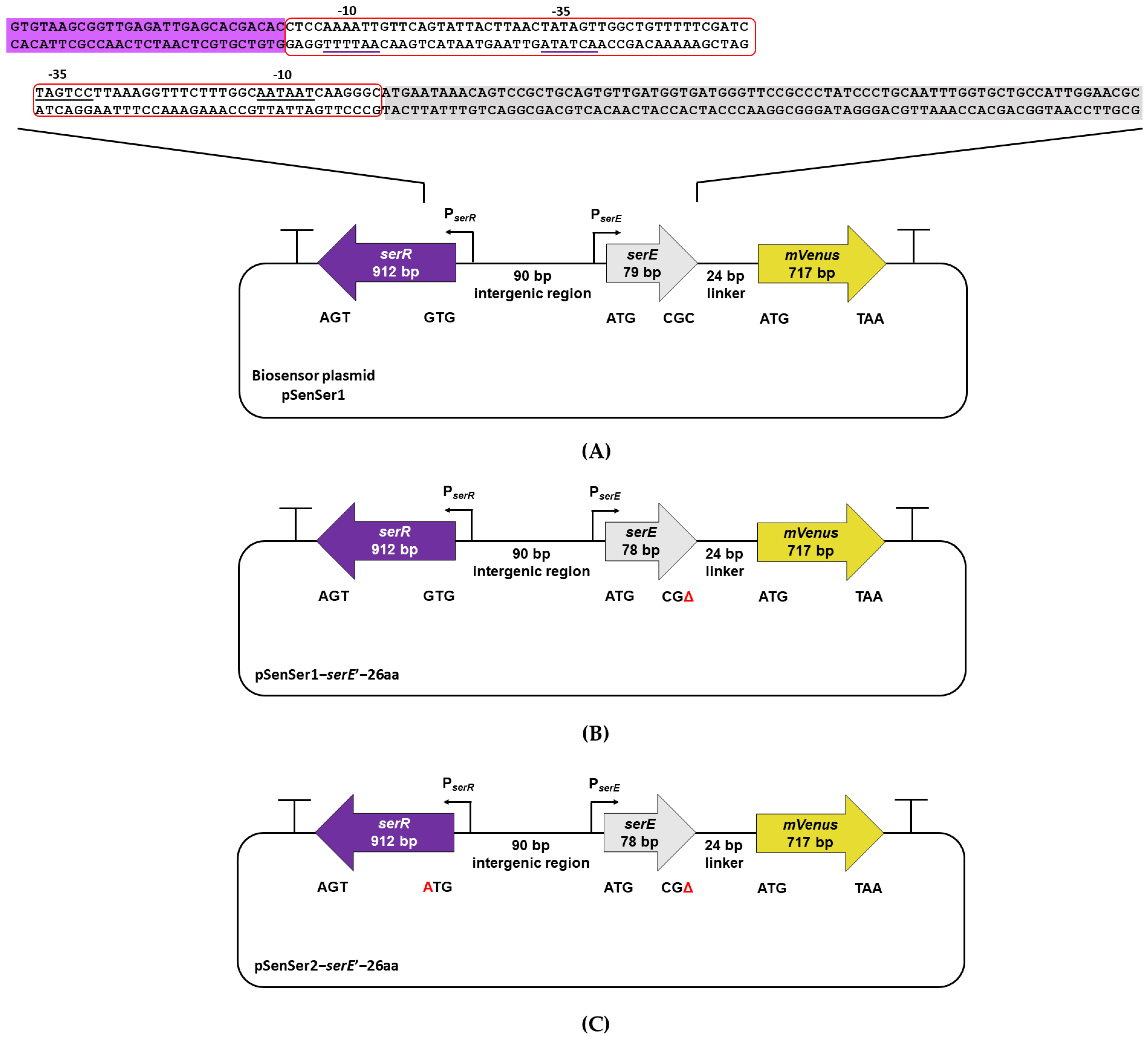 Biology 11 00744 g001 Biology 11 00744 g001