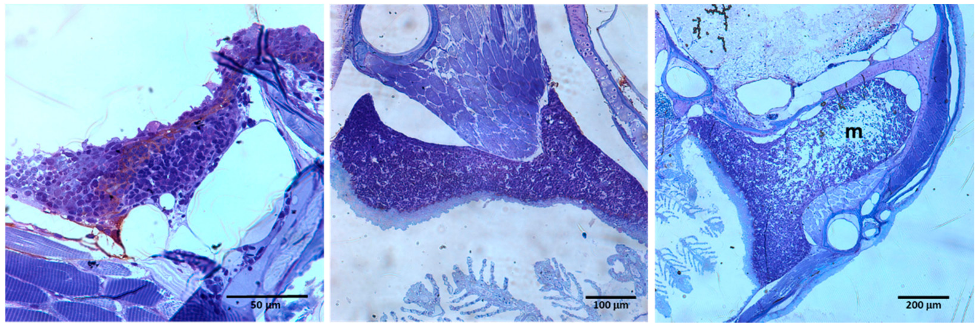 Biology 11 00747 g002 Biology 11 00747 g002