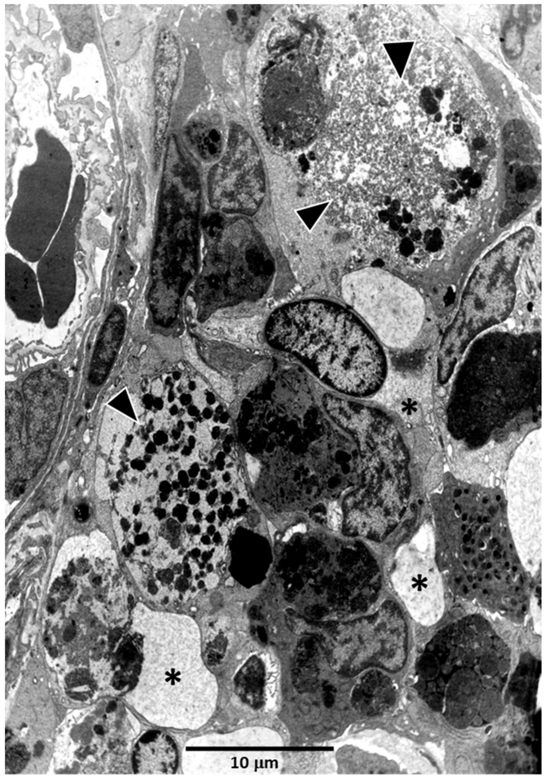 Biology 11 00747 g004 Biology 11 00747 g004