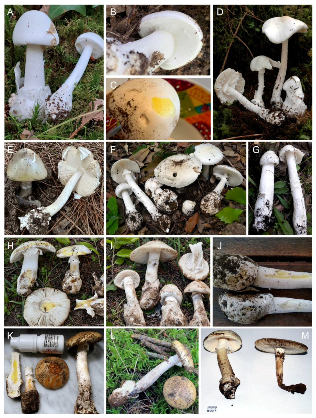 Biology 11 00770 g002