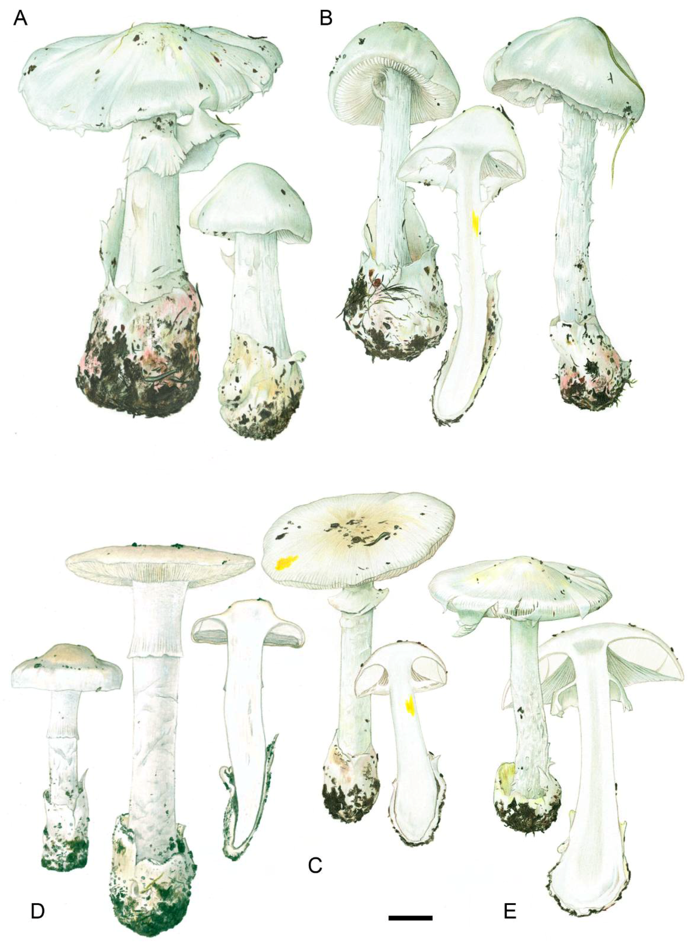 Biology 11 00770 g003