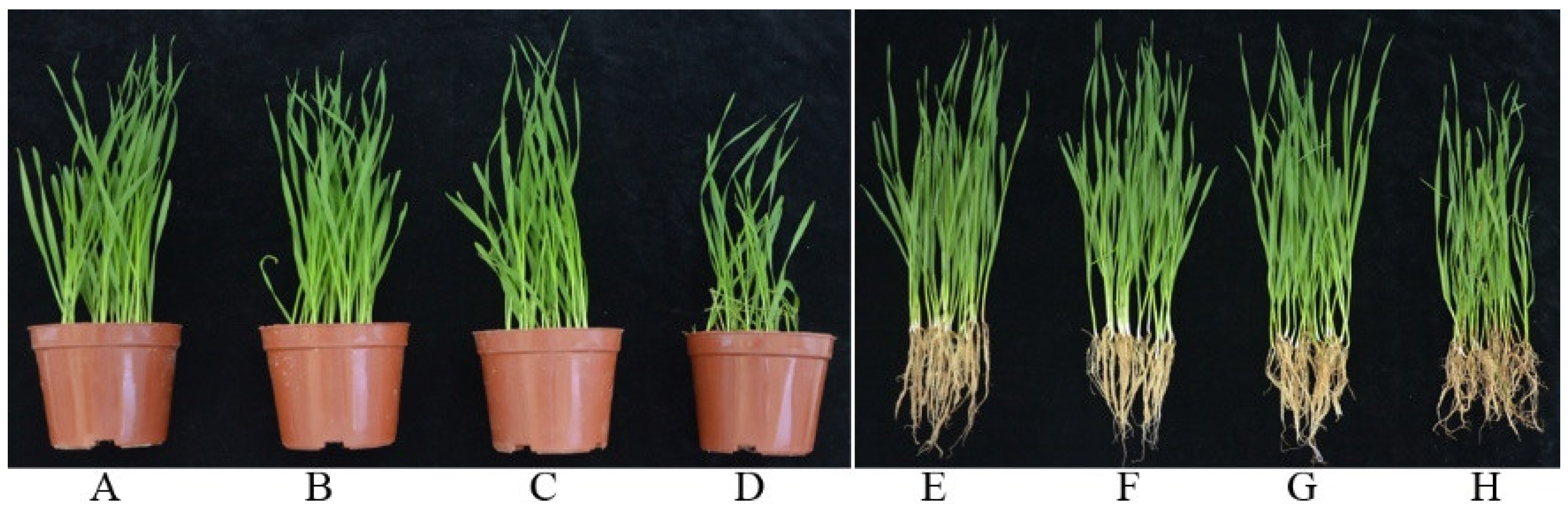 Biology 11 00778 g003 550