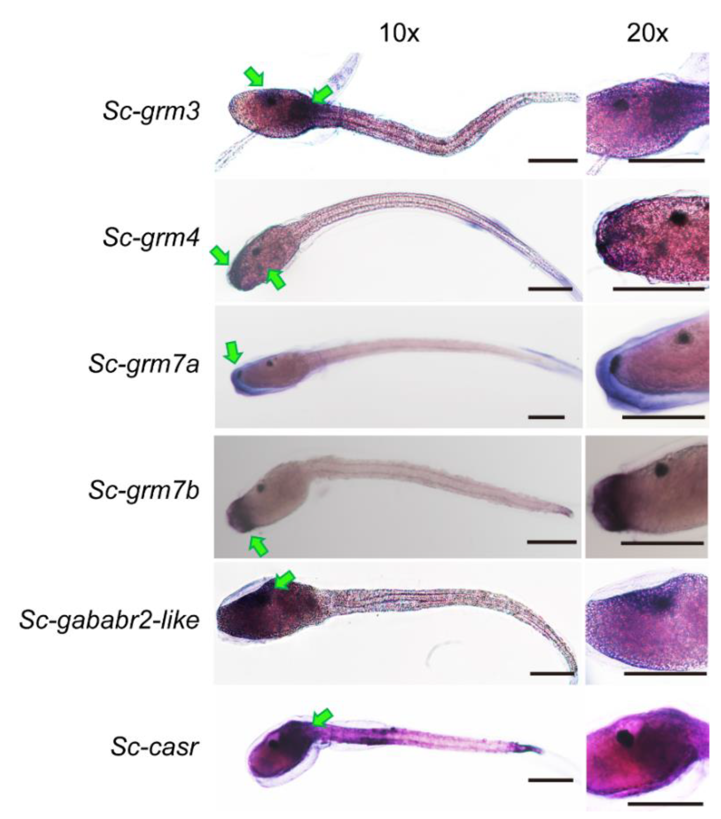 Biology 11 00782 g005