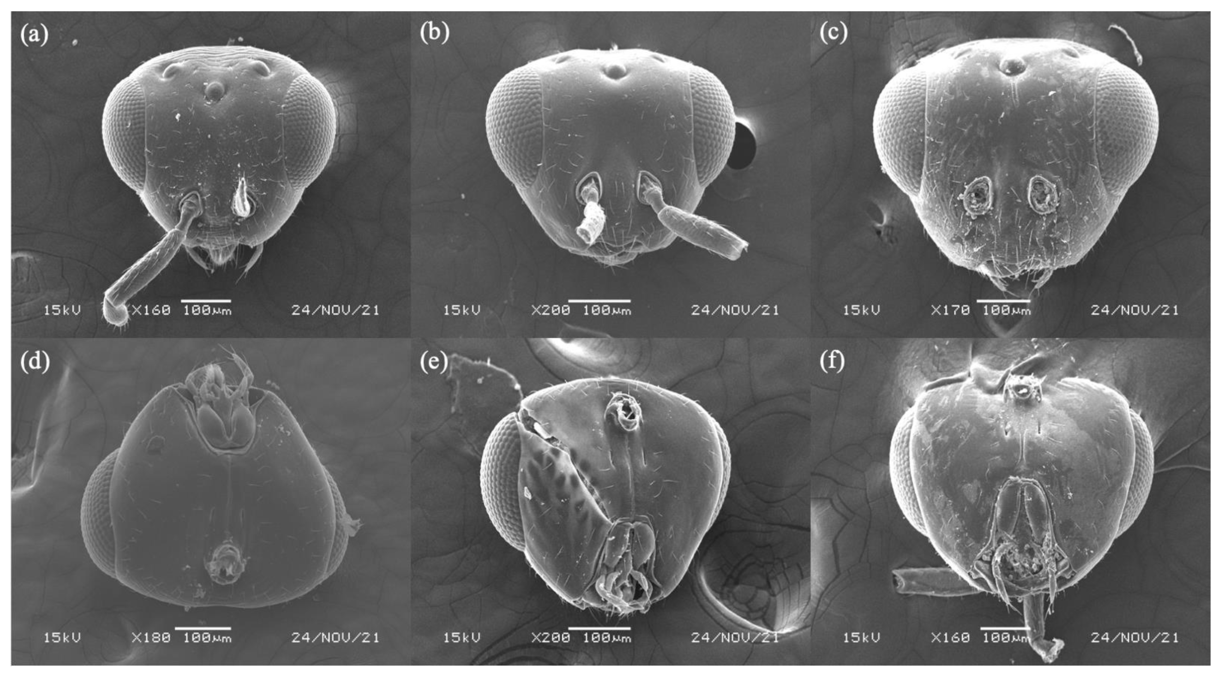 Biology 11 00801 g002 550