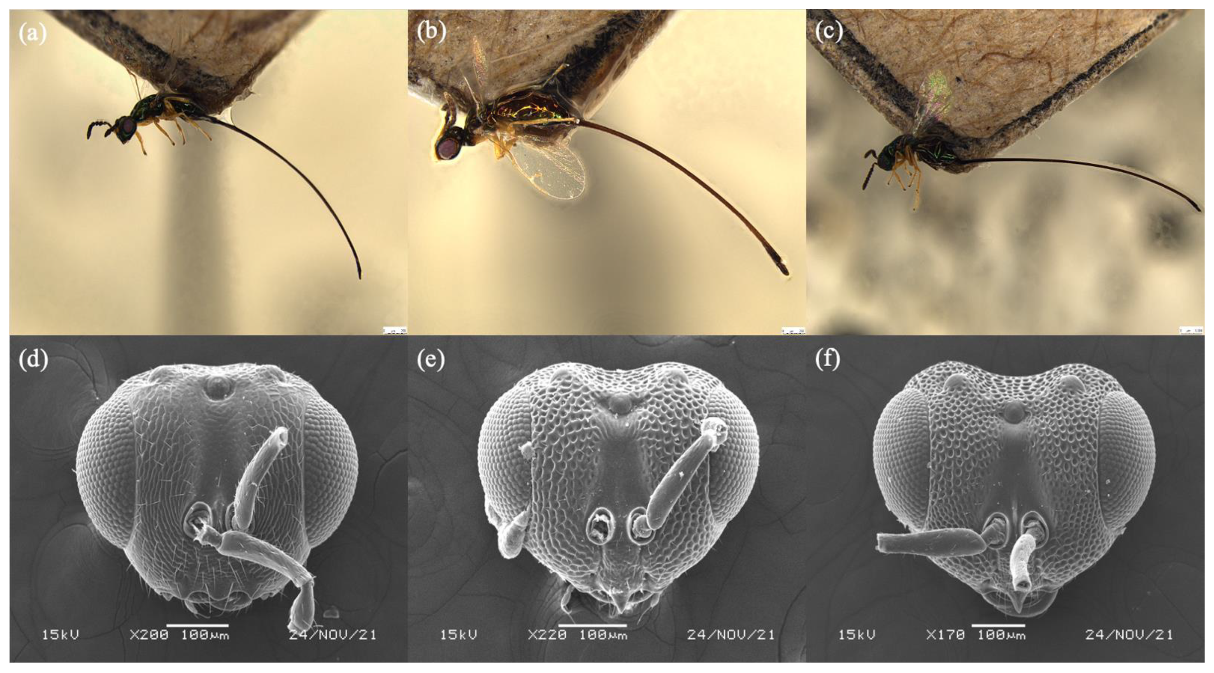 Biology 11 00801 g005 550