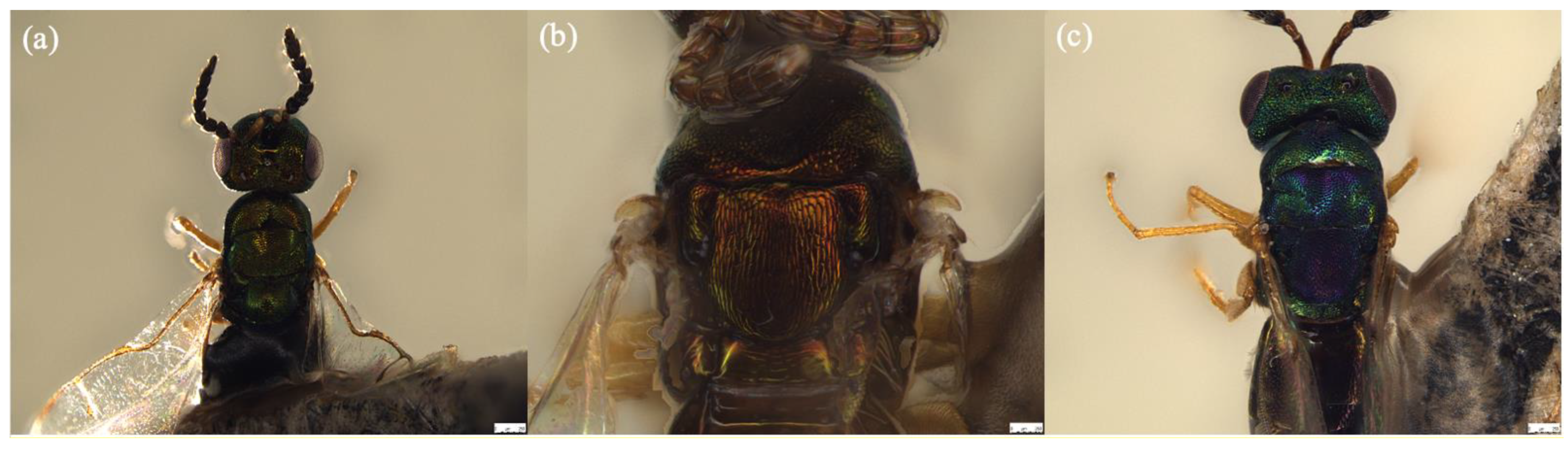 Biology 11 00801 g006 550