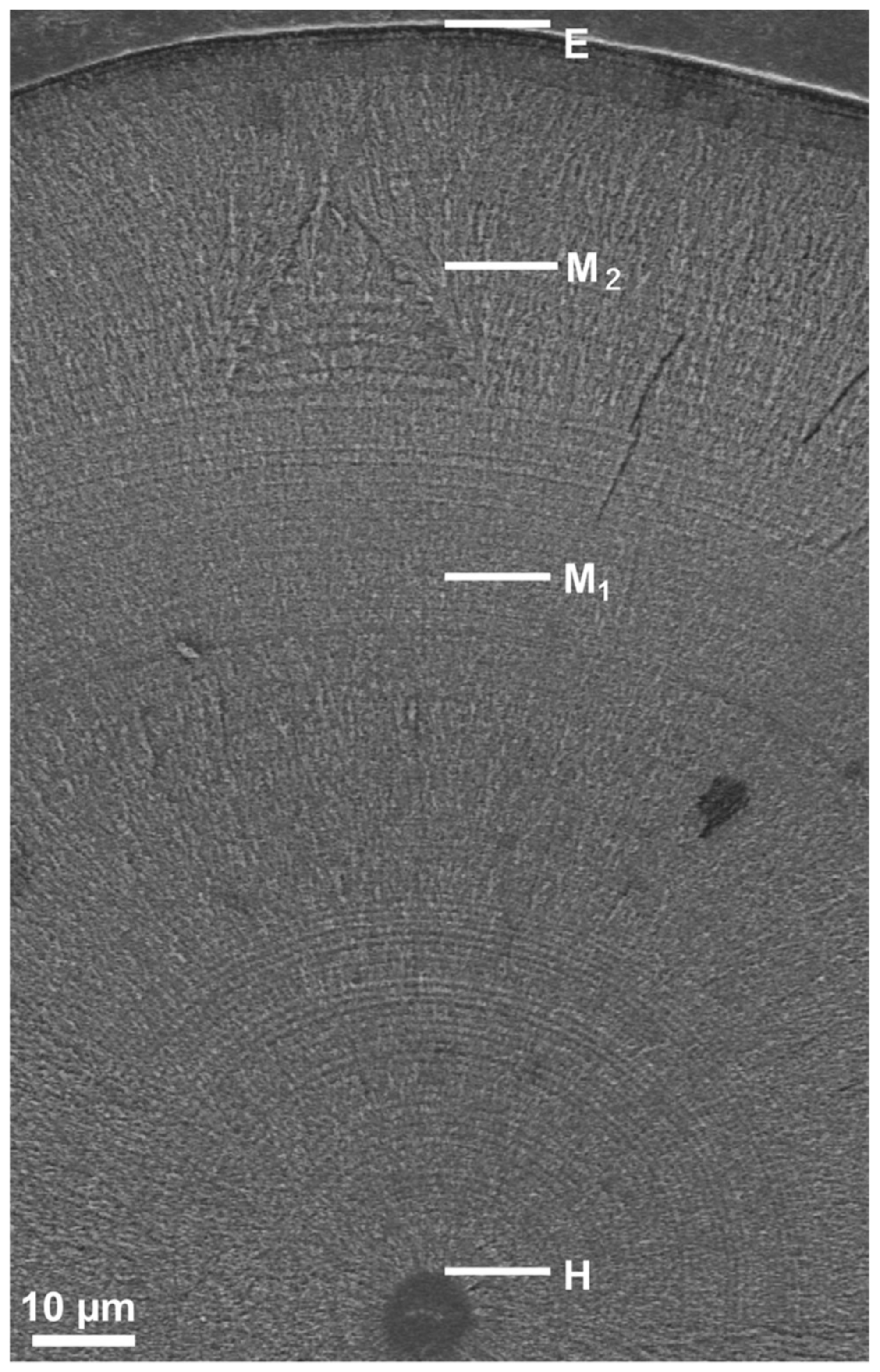 Biology 11 00803 g002 Biology 11 00803 g002