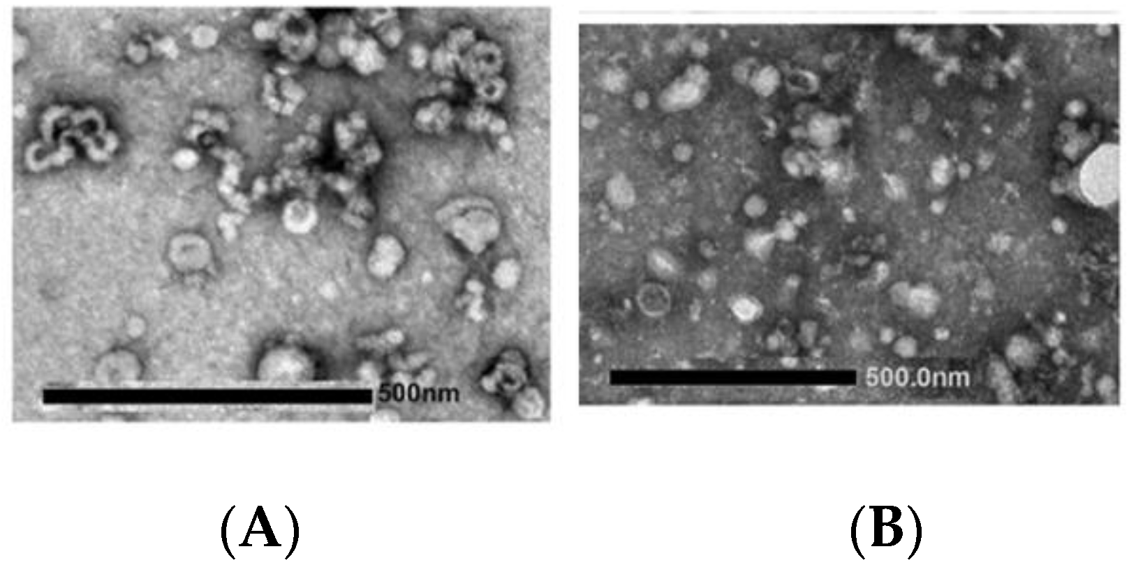 Biology 11 00804 g008 Biology 11 00804 g008