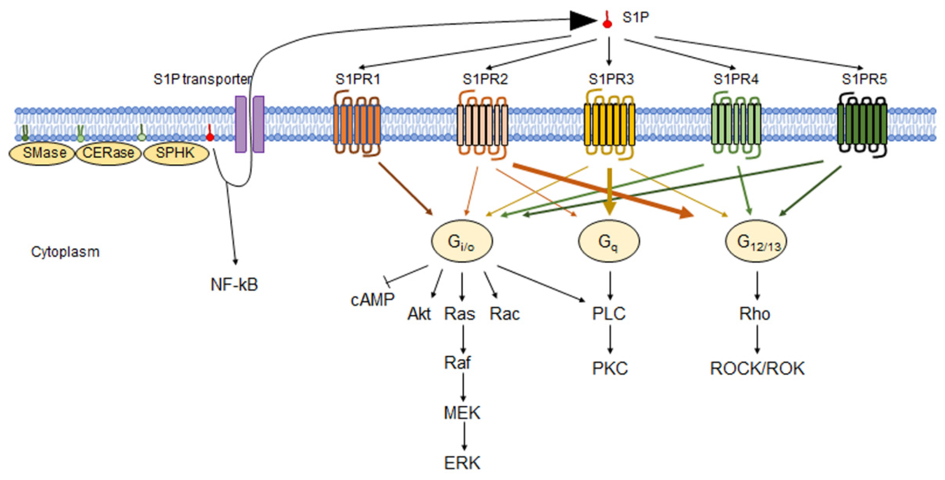 Ген биология 9. Phosphate signaling. Сфингозин 1 фосфат. Сфингозин 1 фосфат рецепторы. Рецептор ТСР цепи.