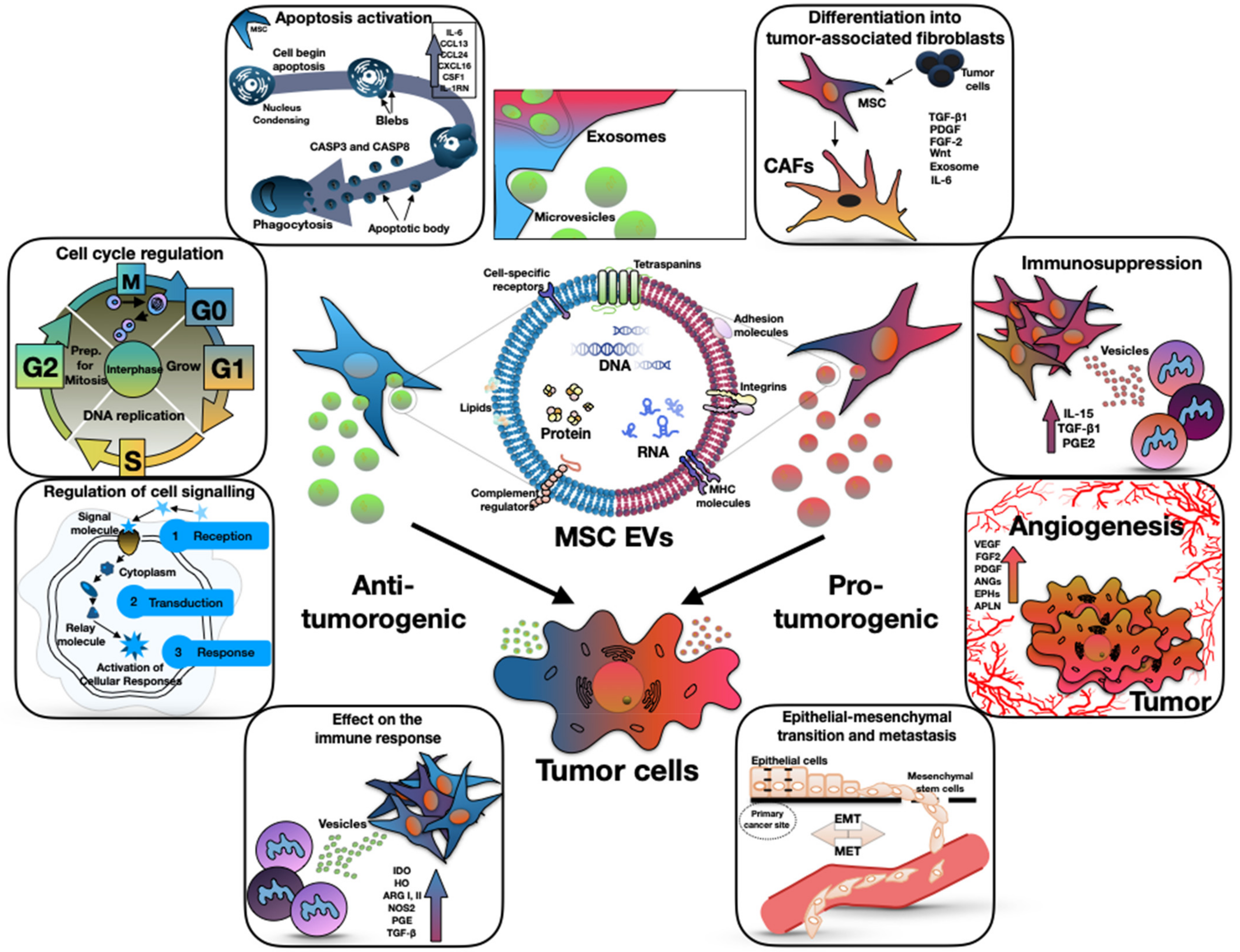 Biology 11 00813 g001 550