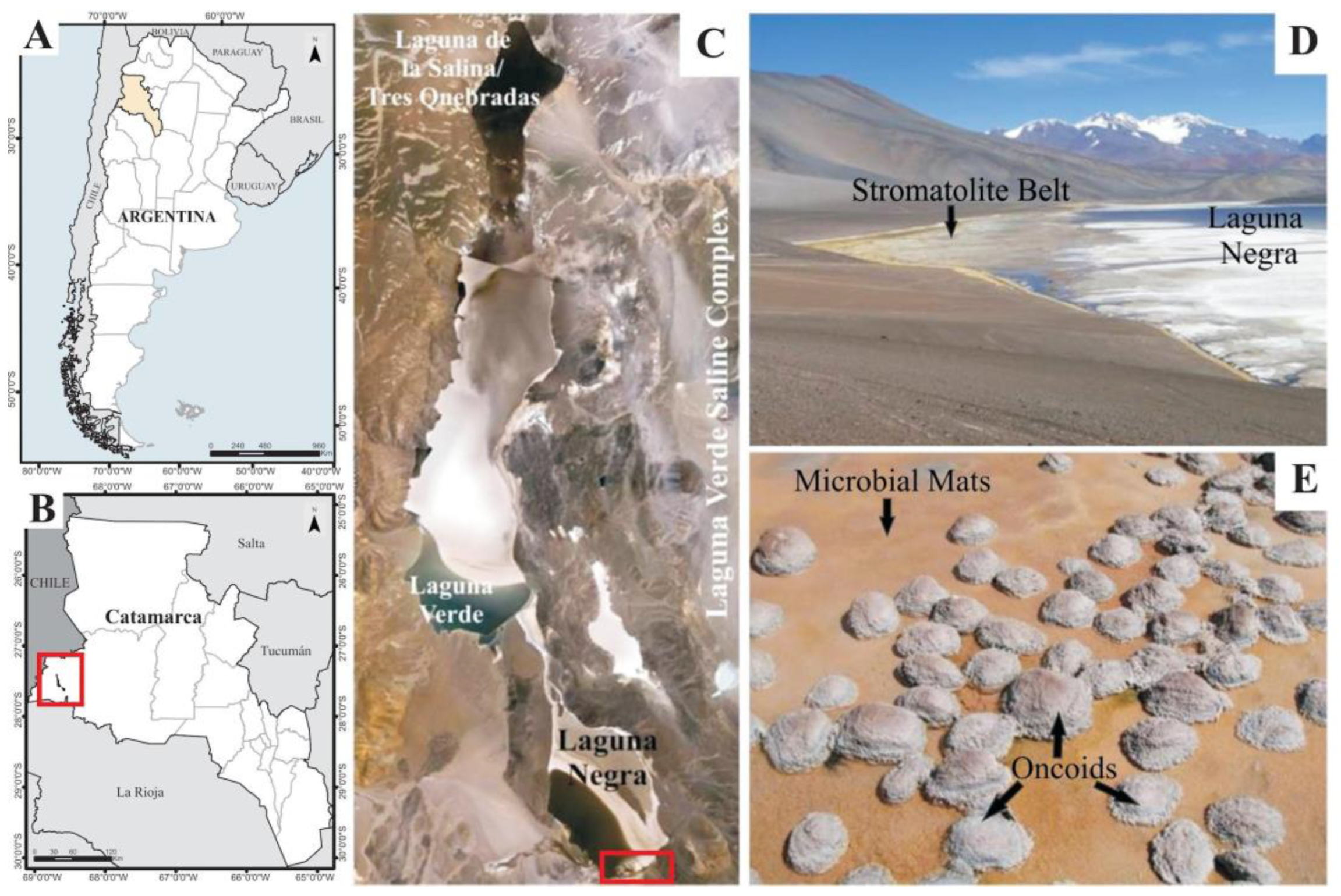 Biology 11 00831 g001