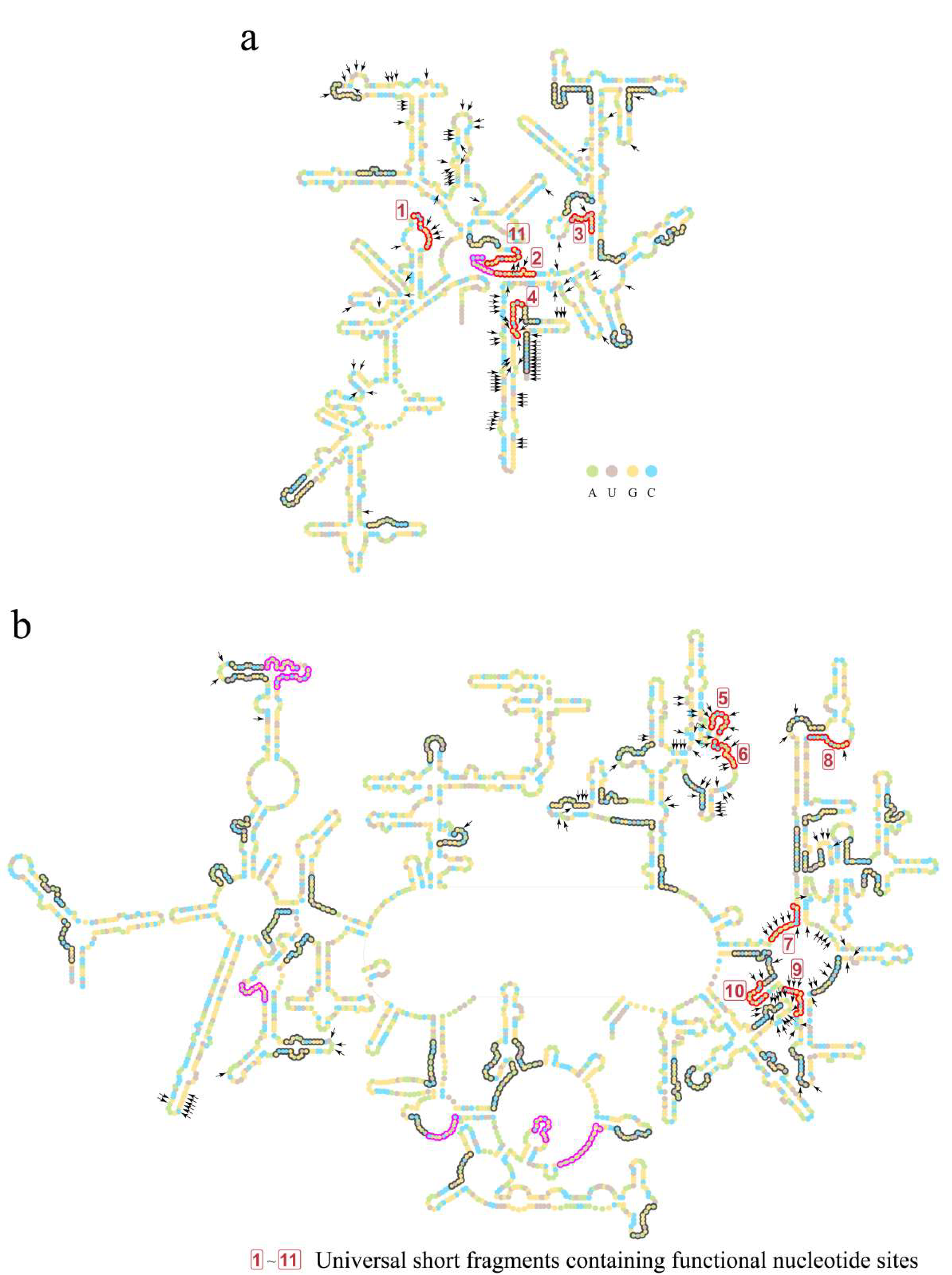 Biology 11 00837 g004