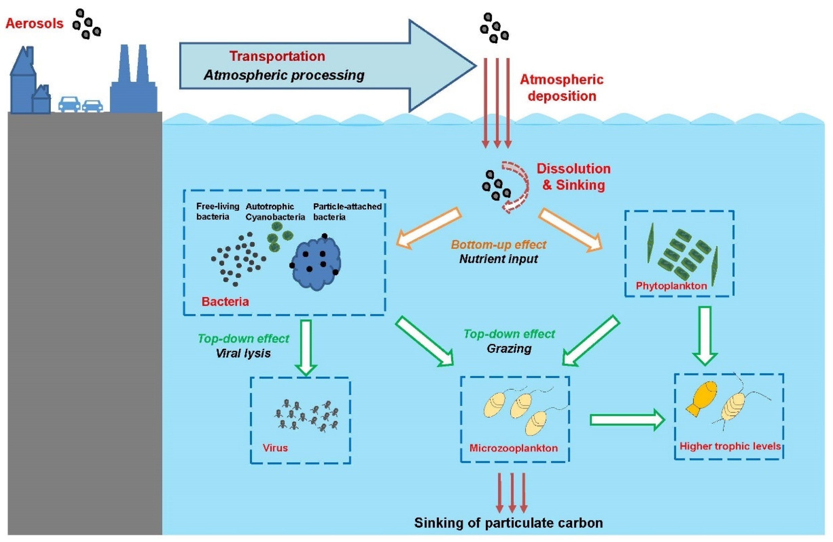 Exploring the Nanostructures Accessible to an Organic Surfactant  Atmospheric Aerosol Proxy