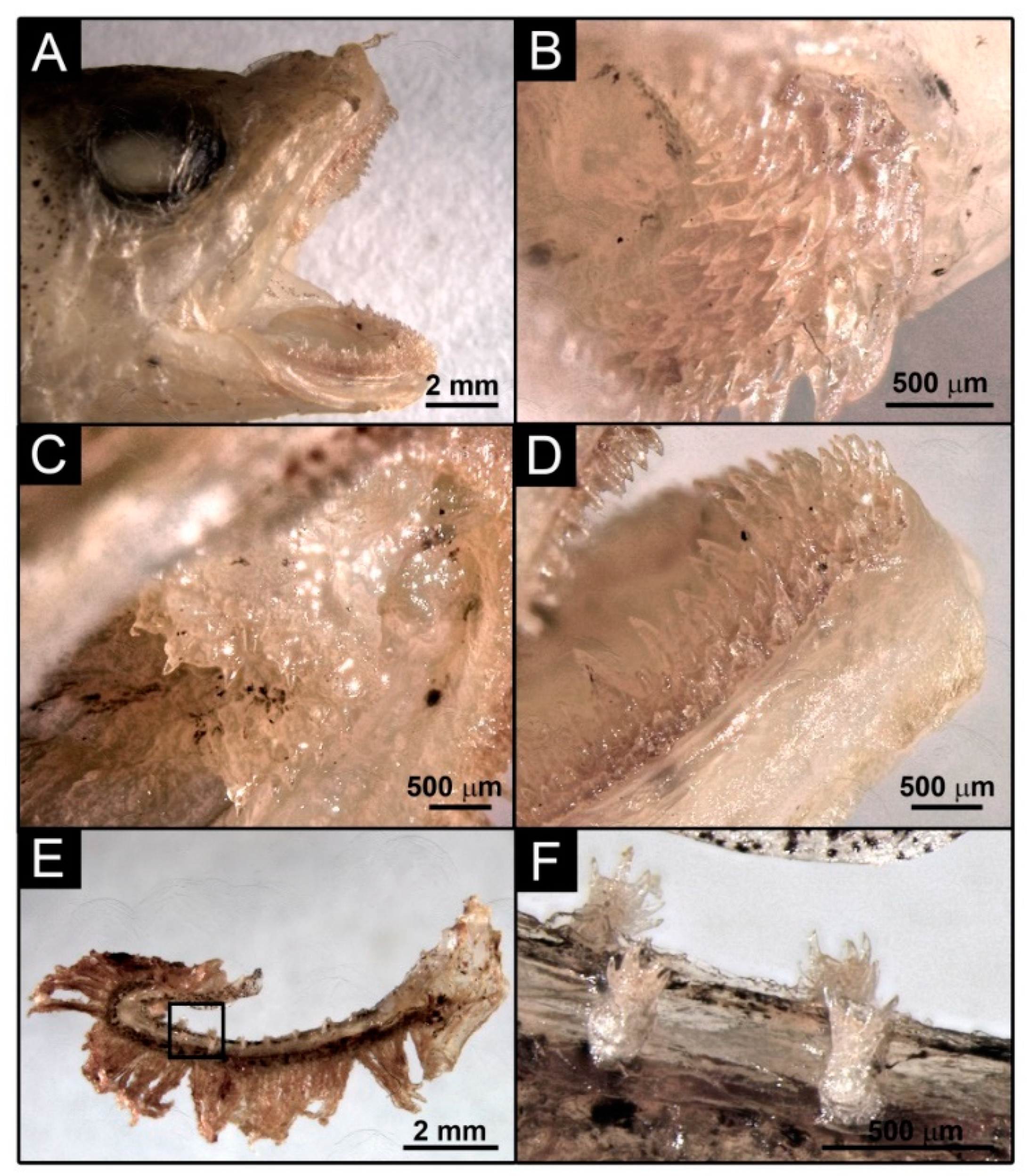 Biology 11 00860 g004