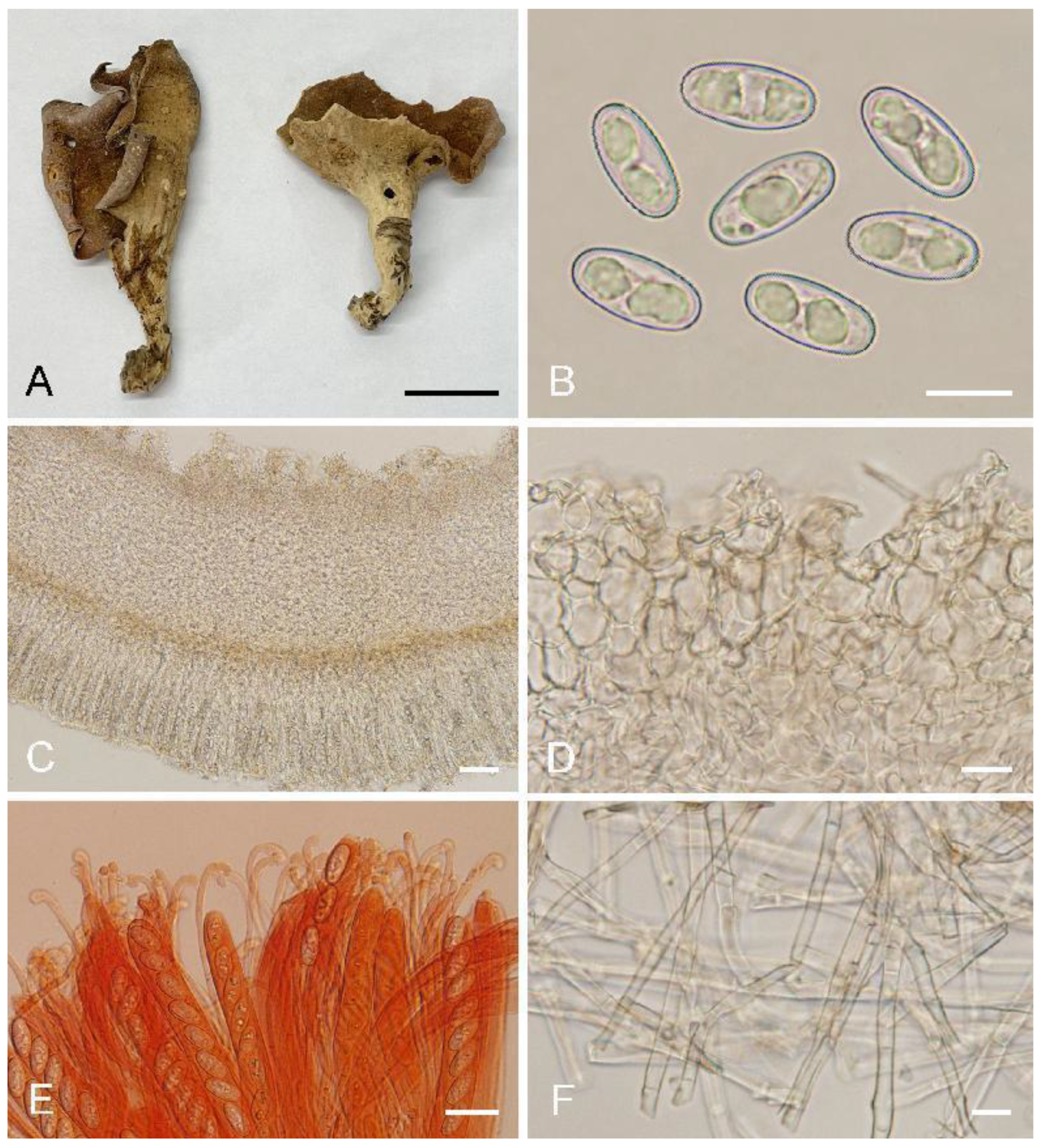 Biology 11 00866 g004 550