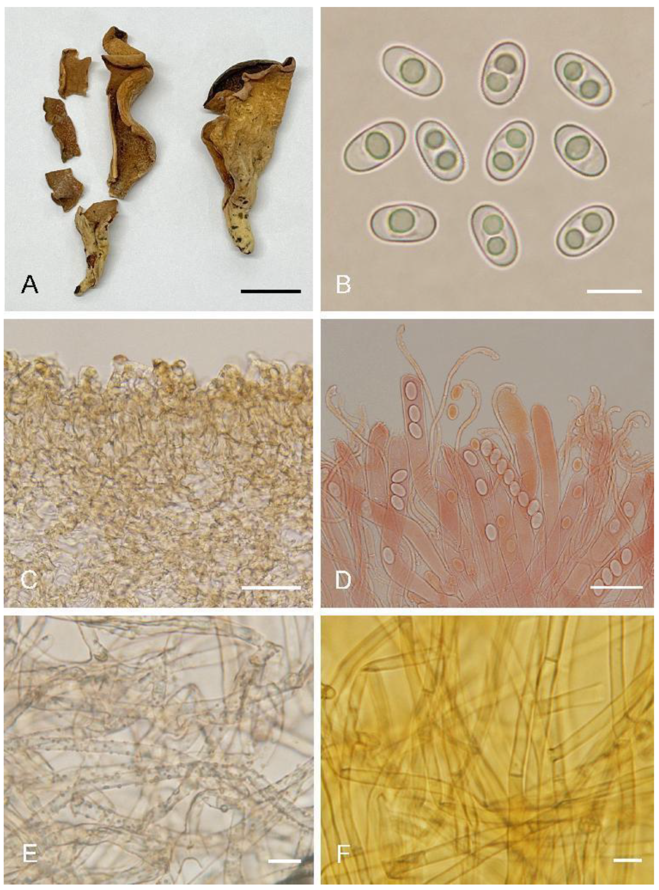 Biology 11 00866 g005 550