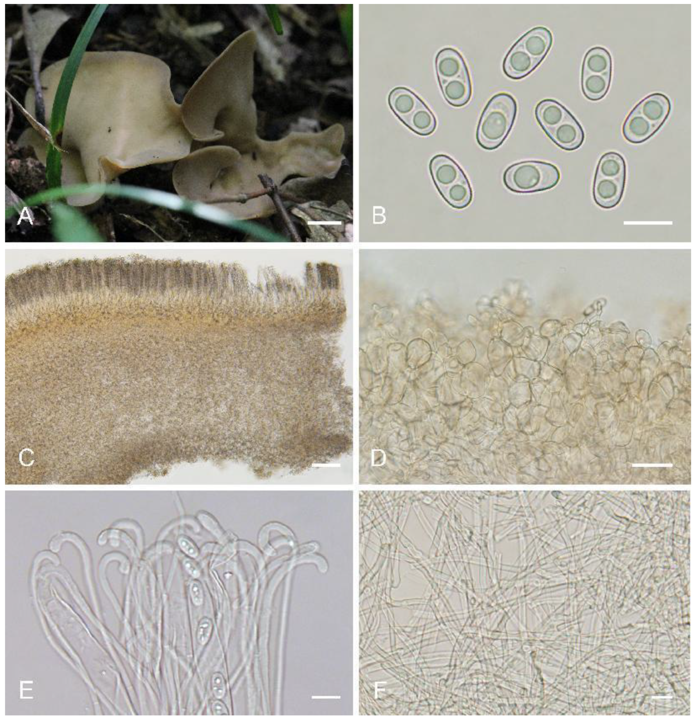 Biology 11 00866 g006 550