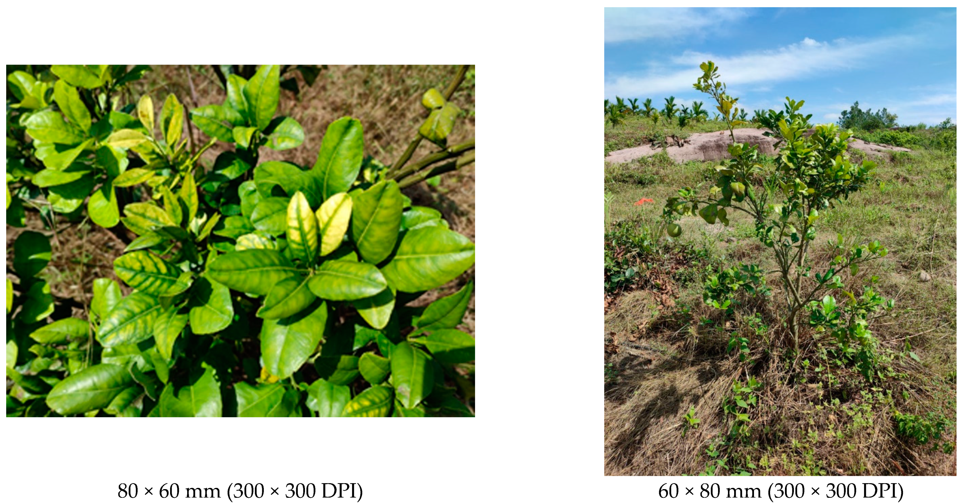 Biology 11 00869 g001