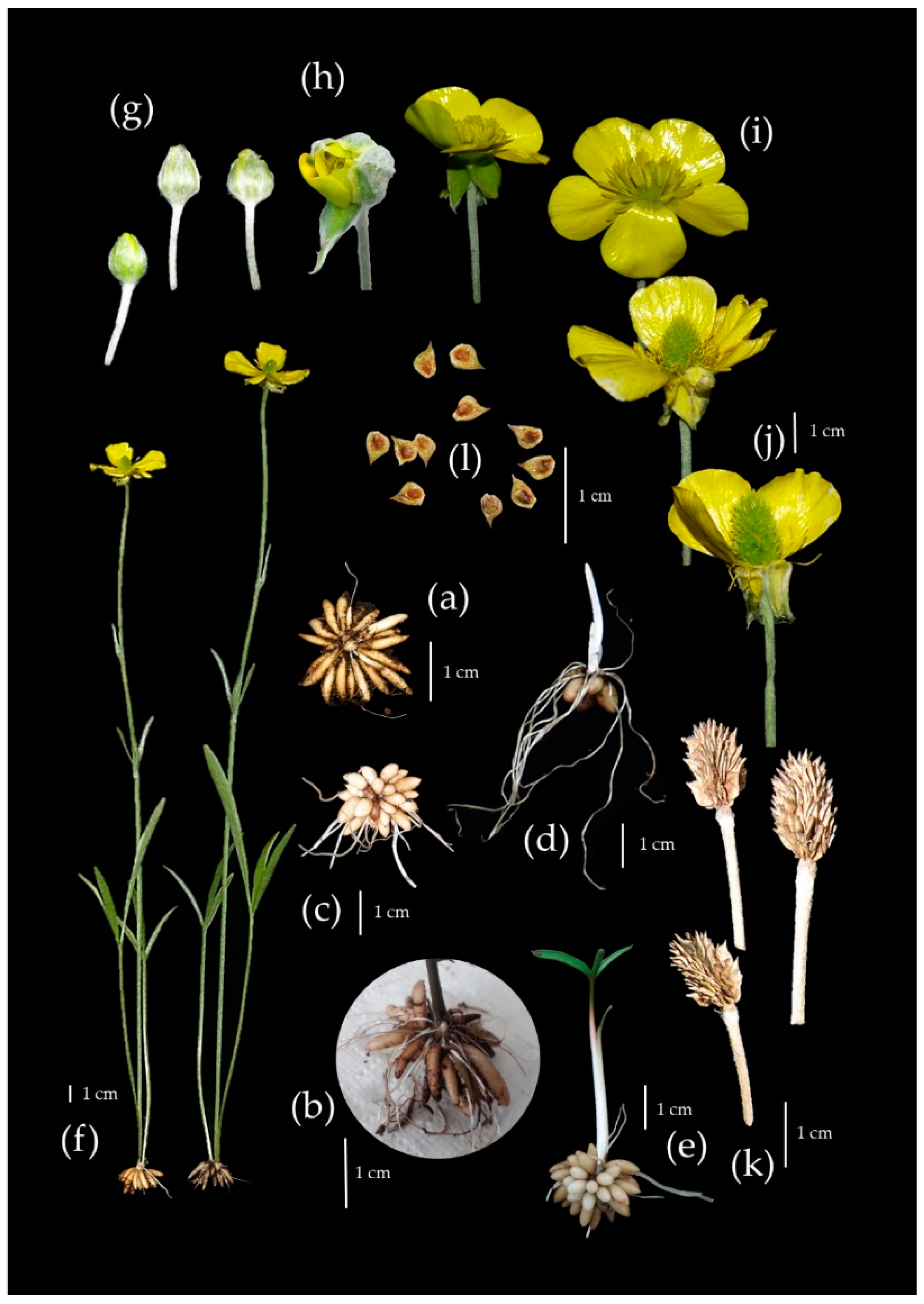 Biology 11 00873 g002 Biology 11 00873 g002