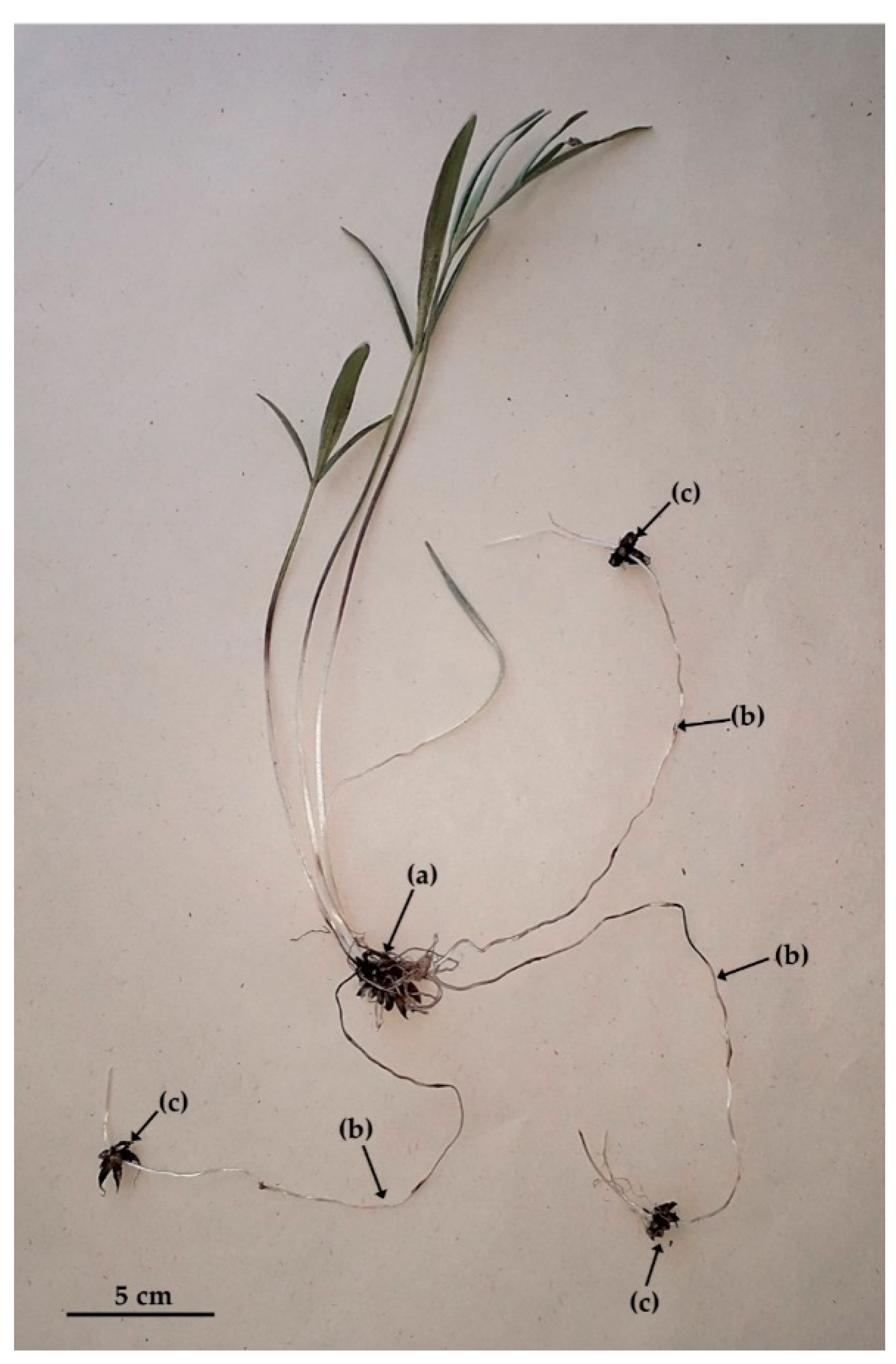 Biology 11 00873 g003 Biology 11 00873 g003