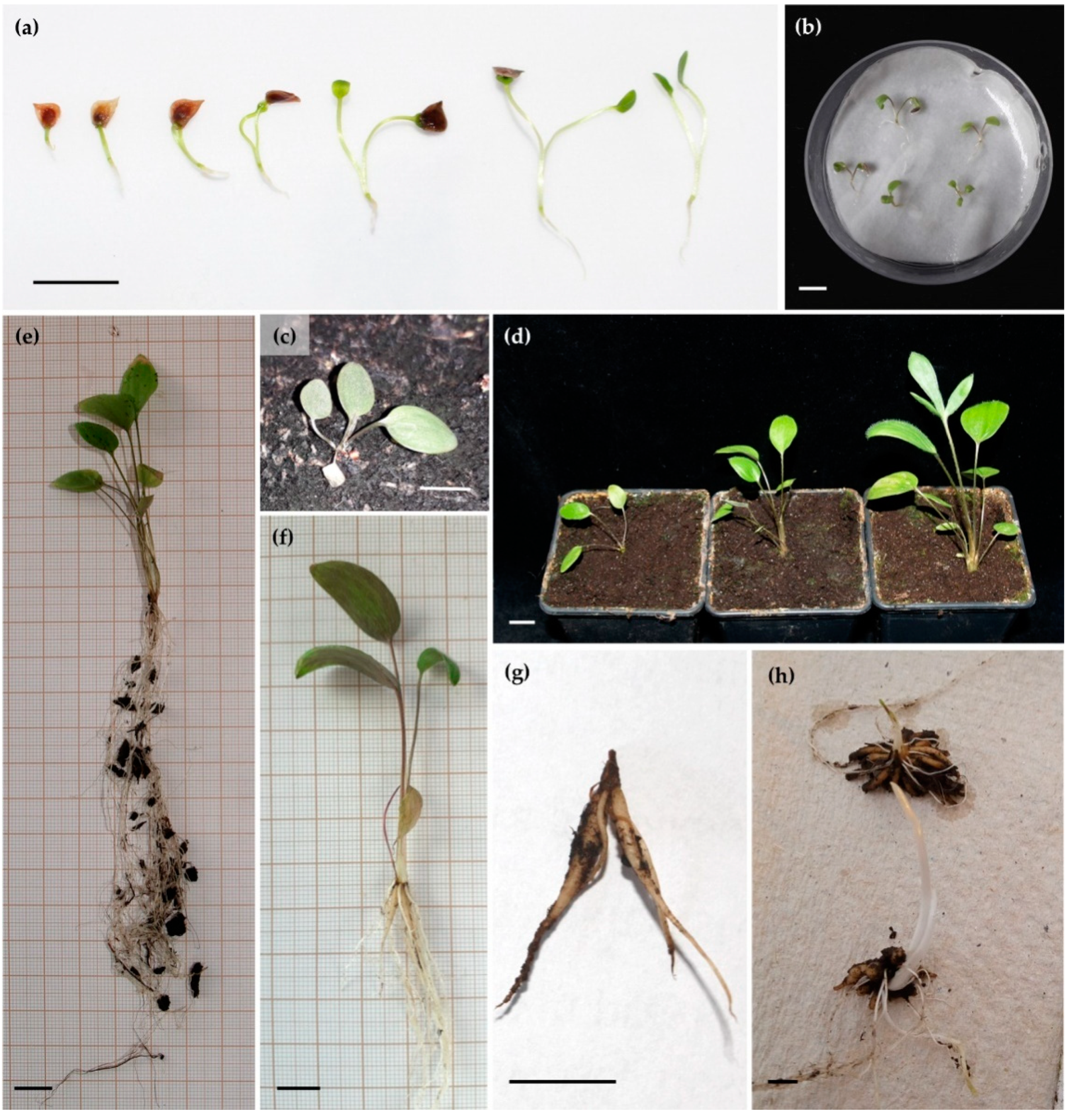 Biology 11 00873 g007 Biology 11 00873 g007