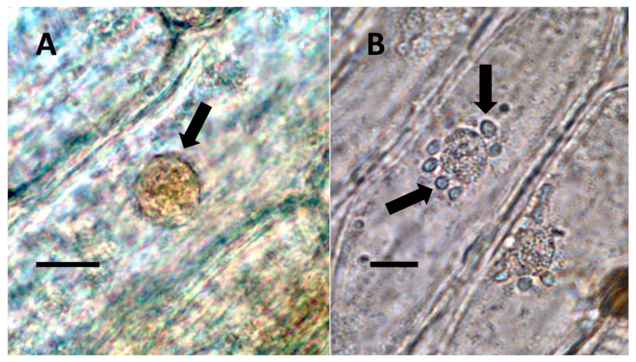 Biology 11 00876 g001 Biology 11 00876 g001