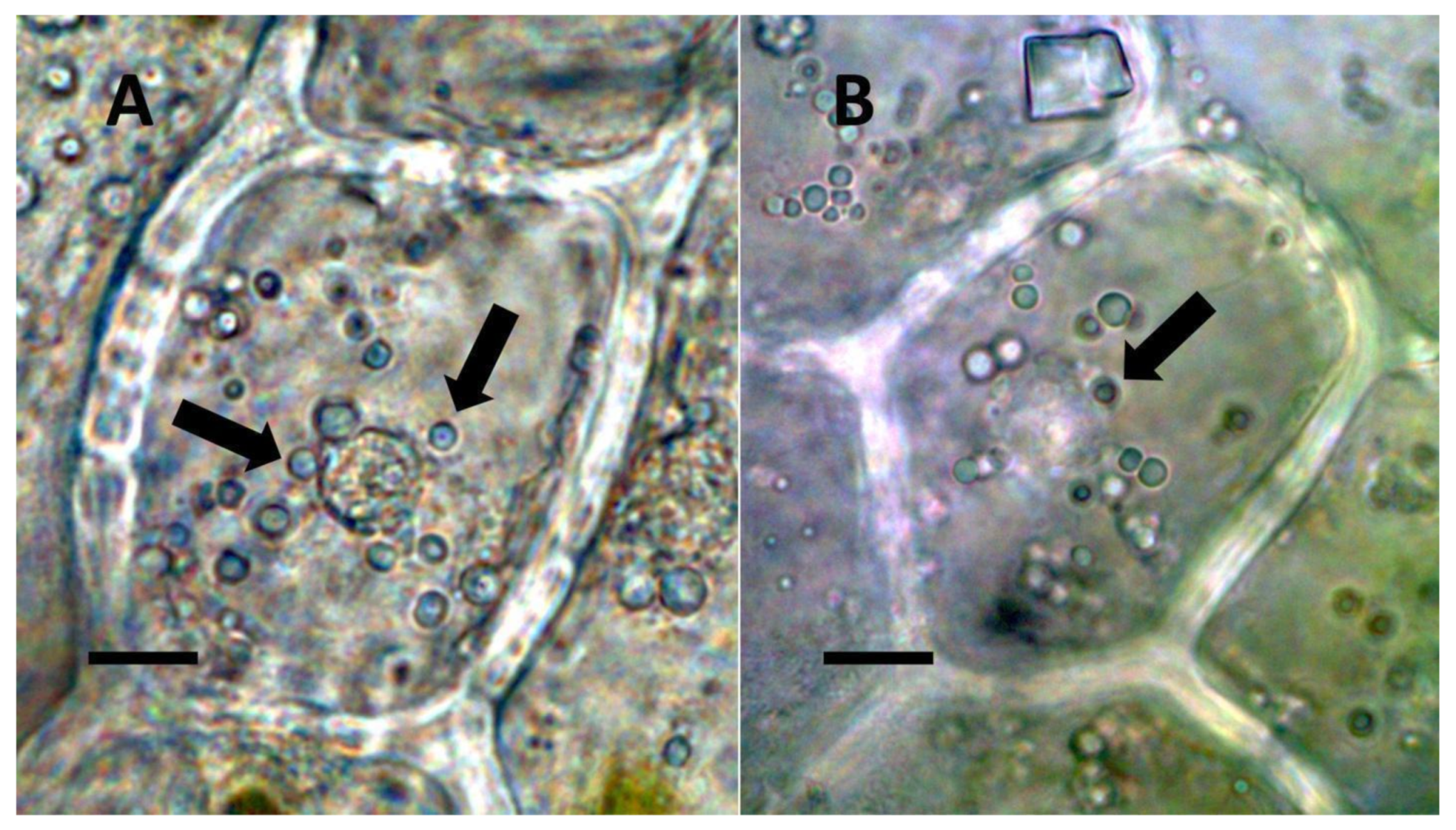 Biology 11 00876 g002 Biology 11 00876 g002