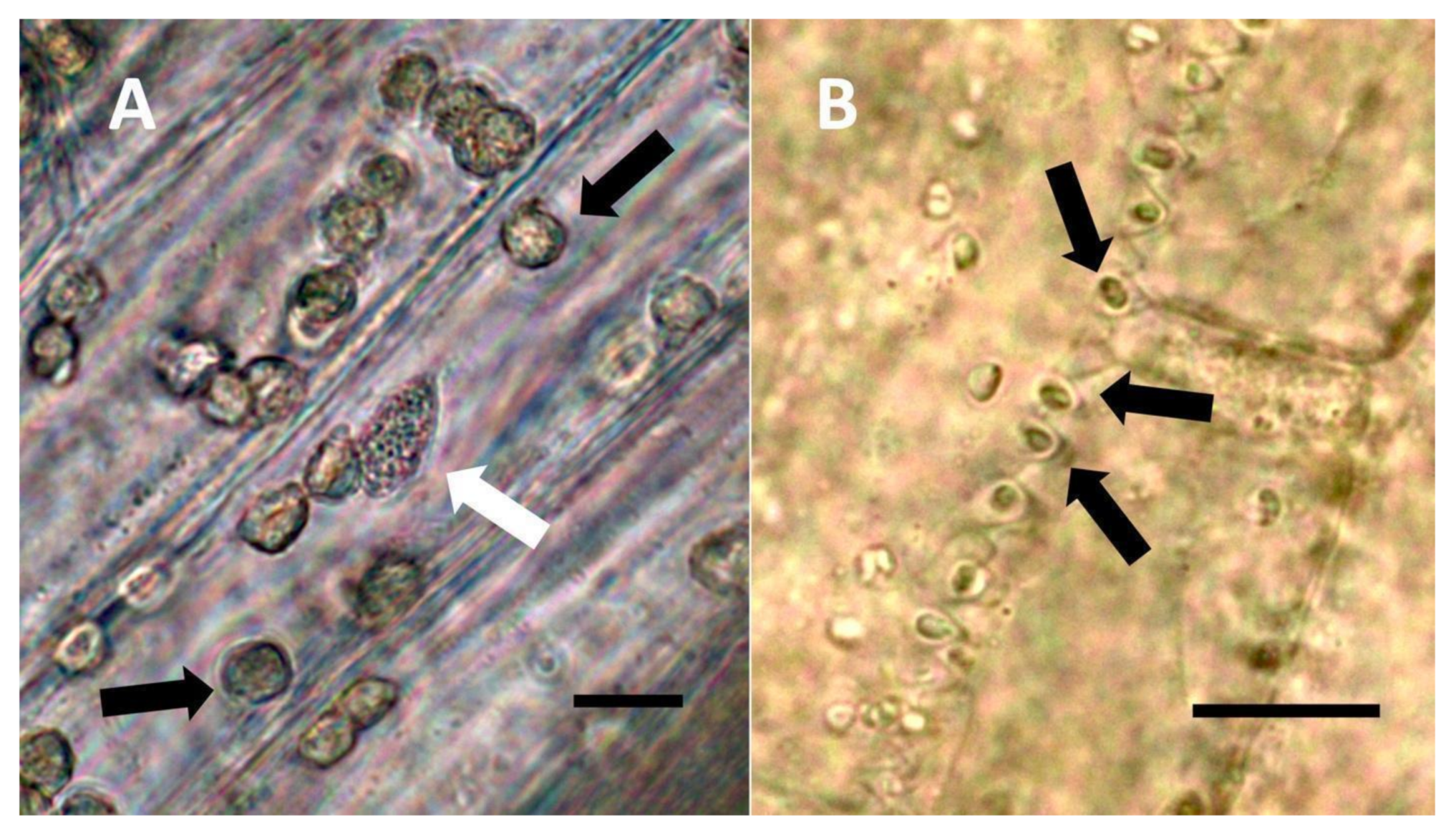 Biology 11 00876 g003 Biology 11 00876 g003