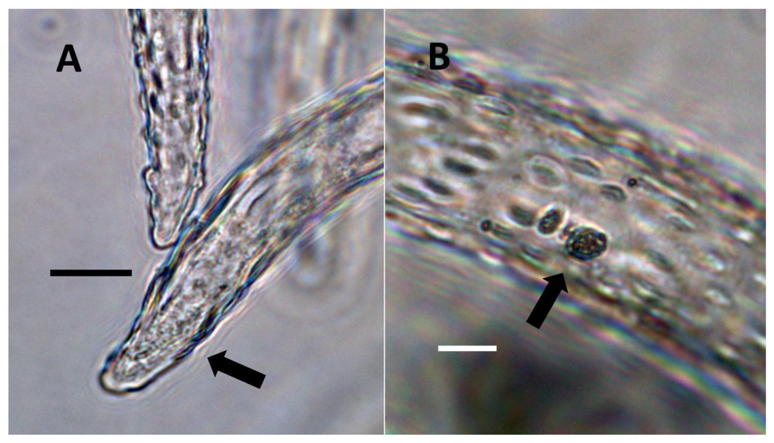 Biology 11 00876 g004 Biology 11 00876 g004