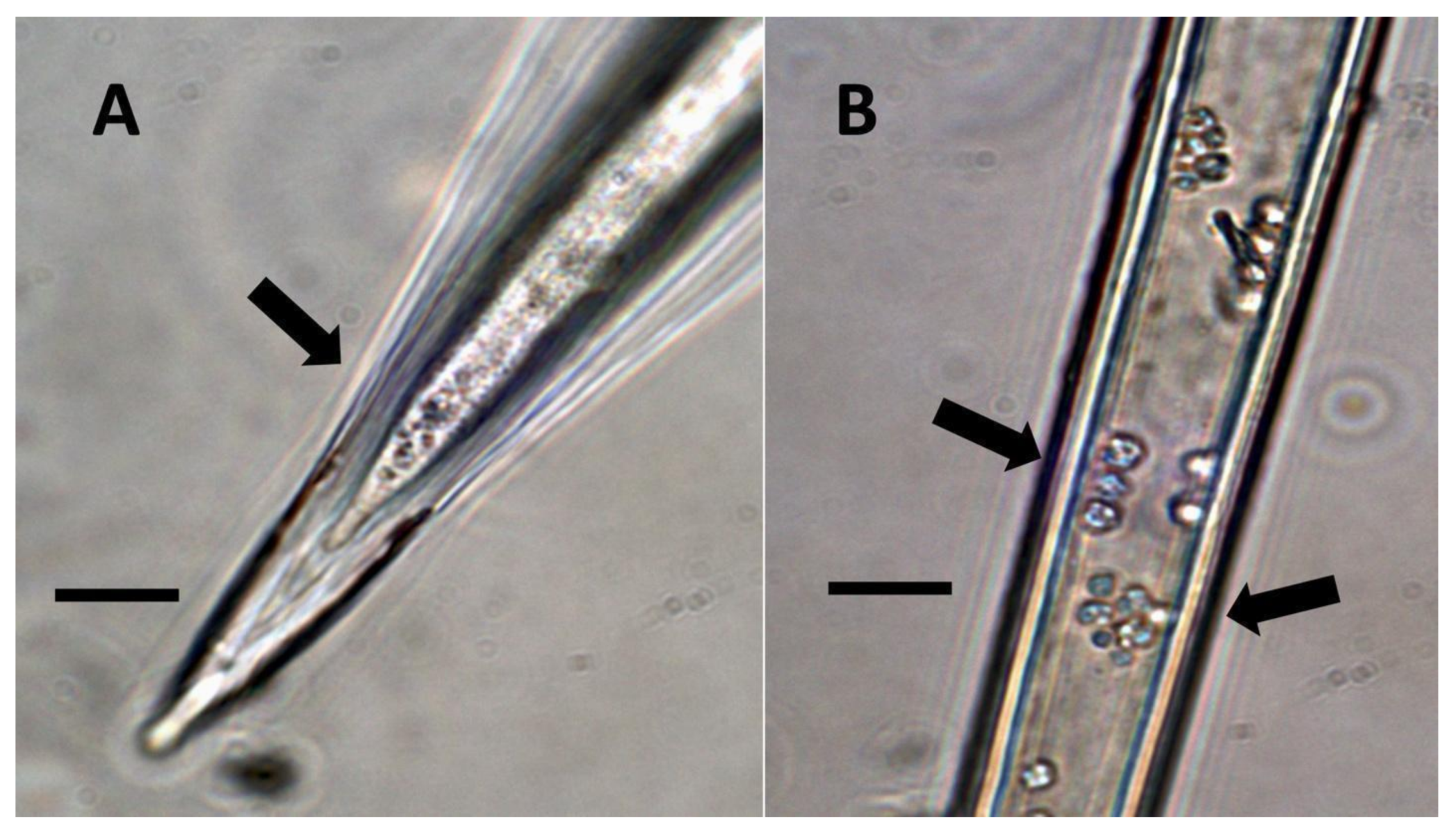 Biology 11 00876 g005 Biology 11 00876 g005