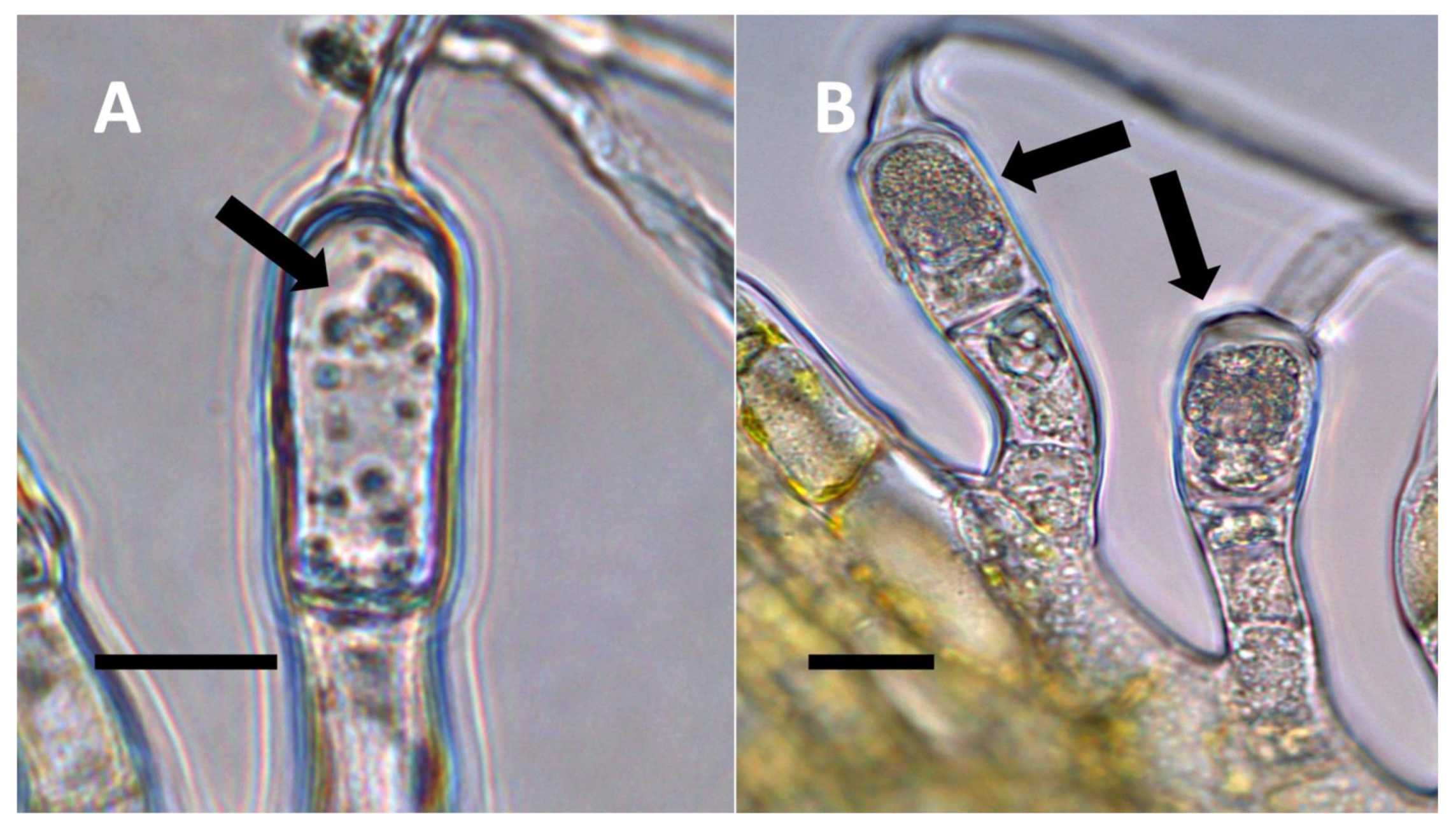 Biology 11 00876 g006 Biology 11 00876 g006