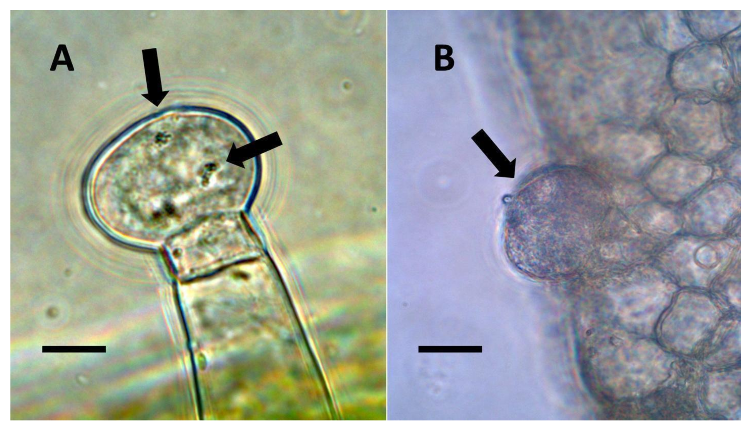 Biology 11 00876 g007 Biology 11 00876 g007
