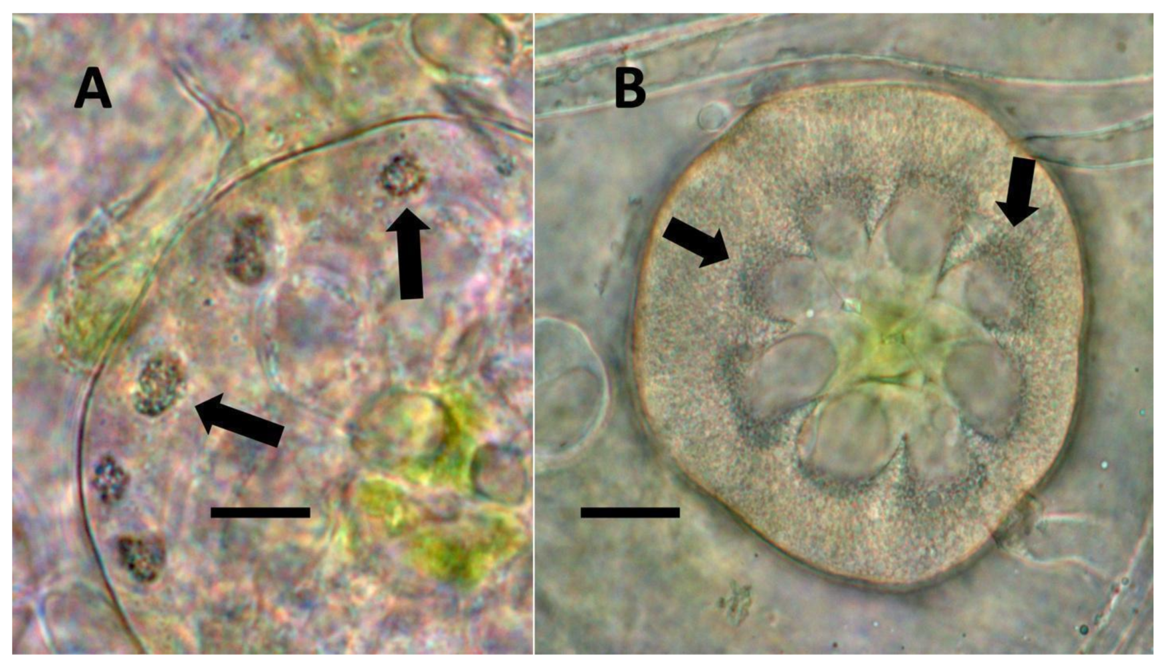 Biology 11 00876 g008 Biology 11 00876 g008