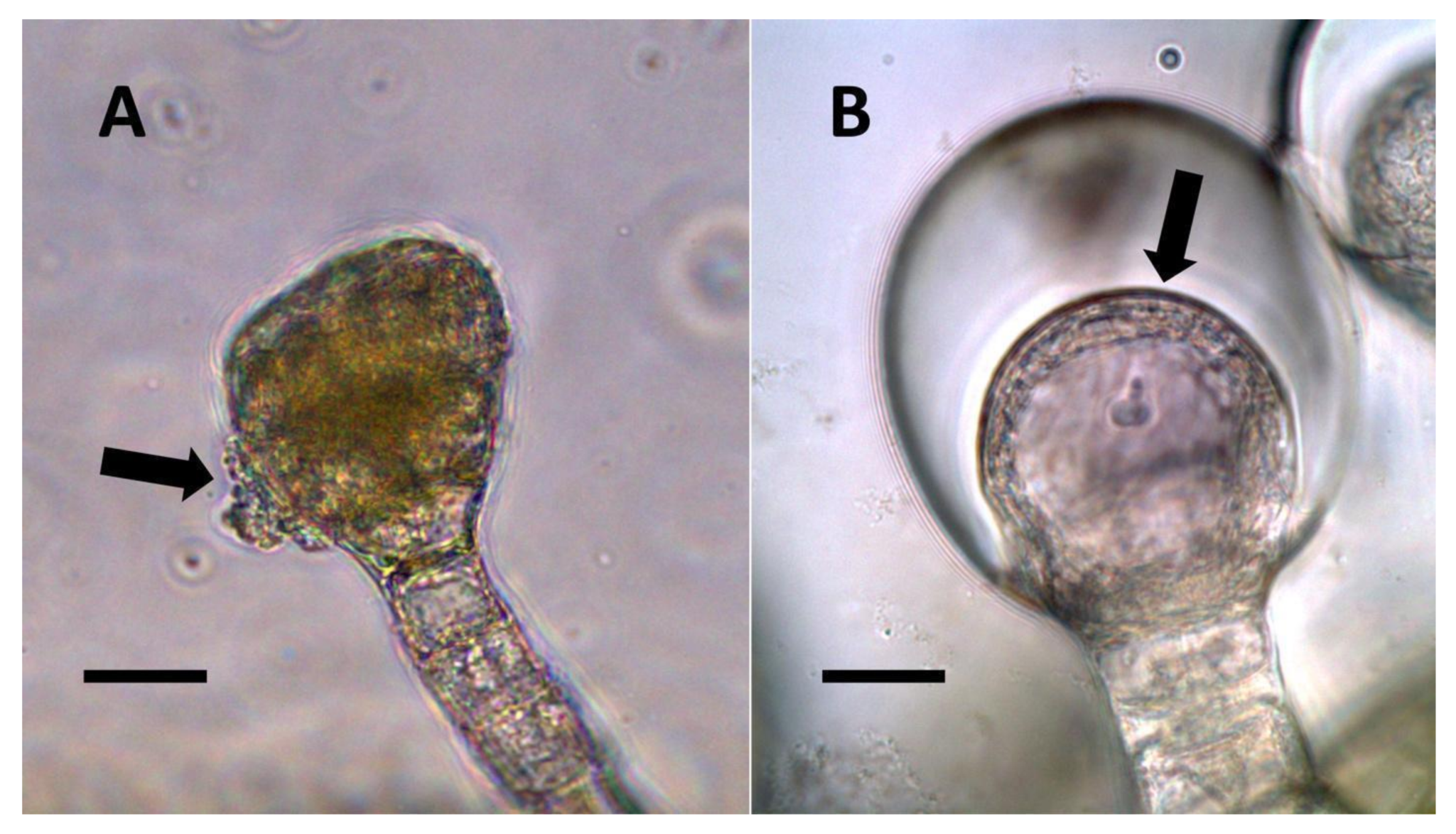 Biology 11 00876 g009 Biology 11 00876 g009