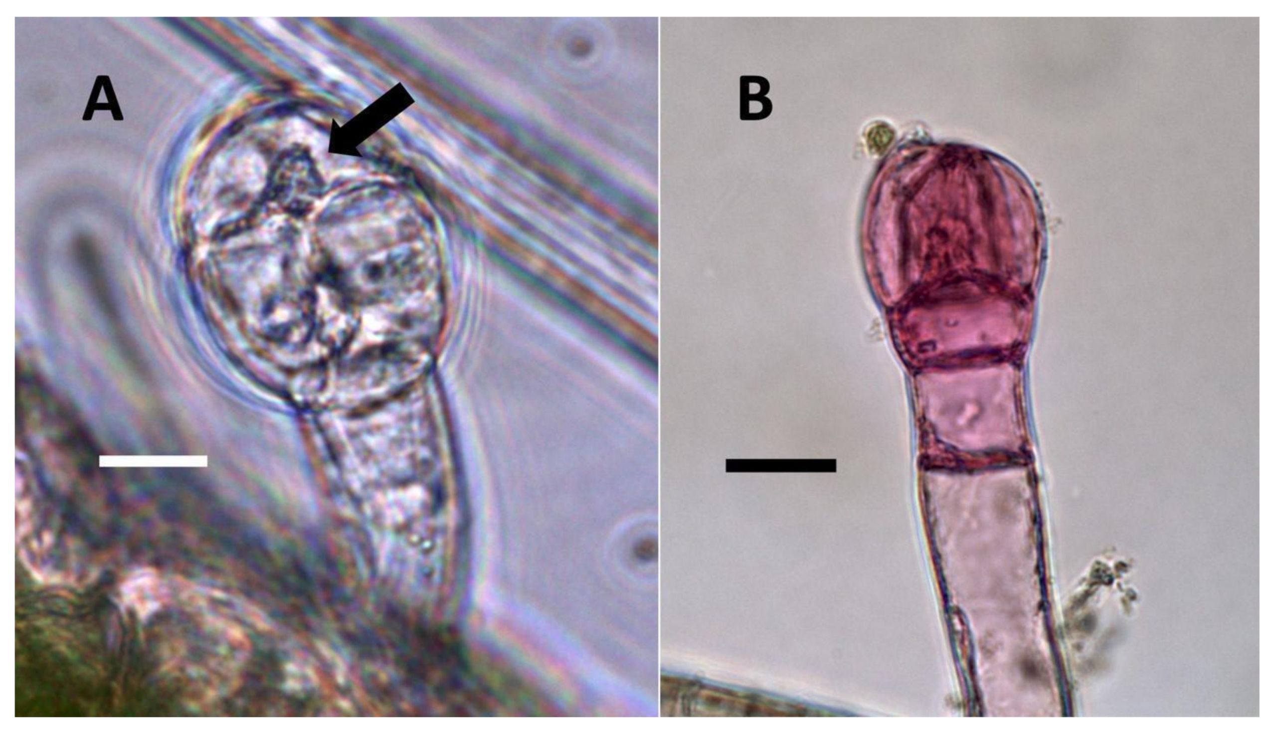 Biology 11 00876 g012 Biology 11 00876 g012