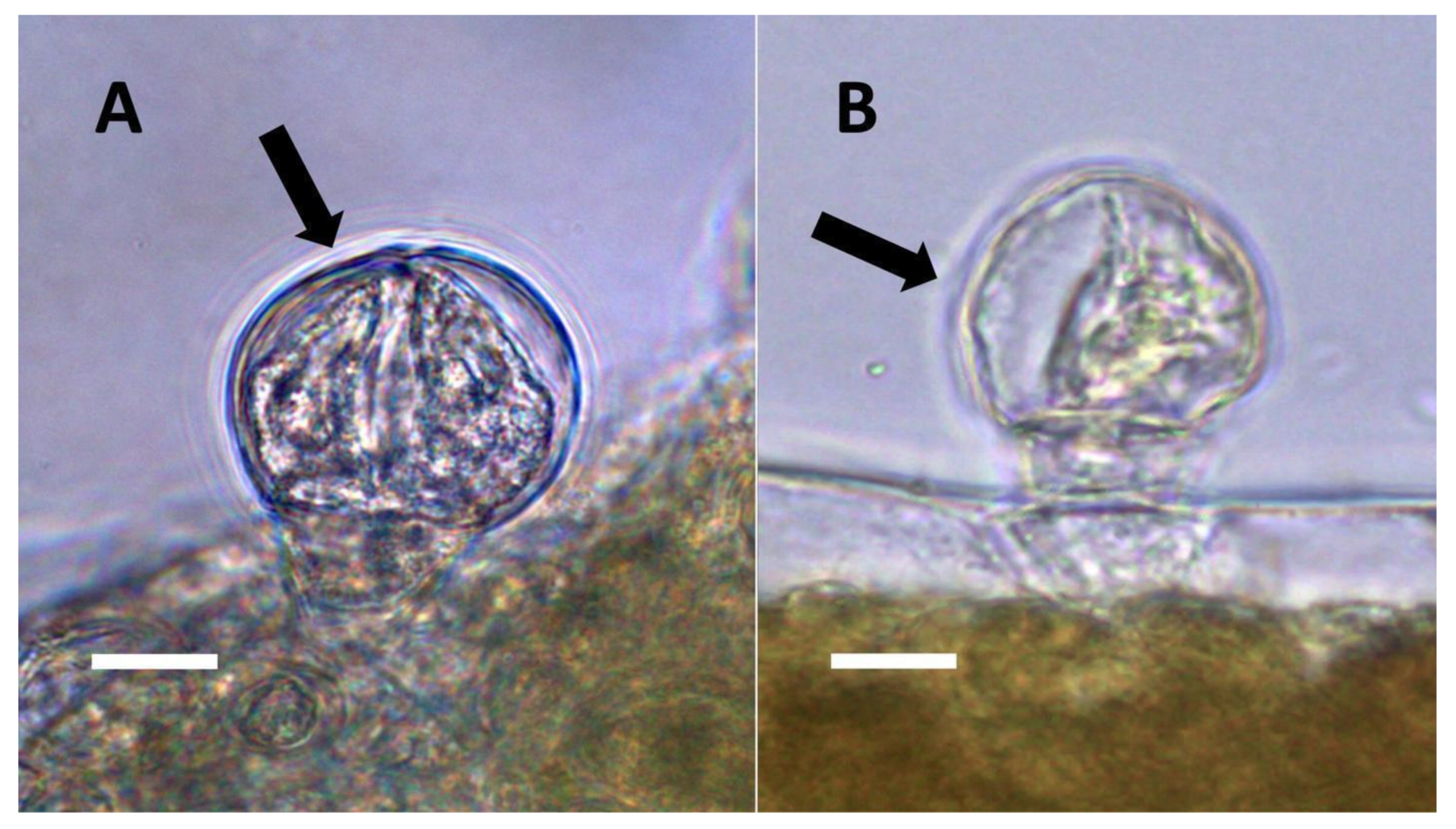 Biology 11 00876 g013 Biology 11 00876 g013