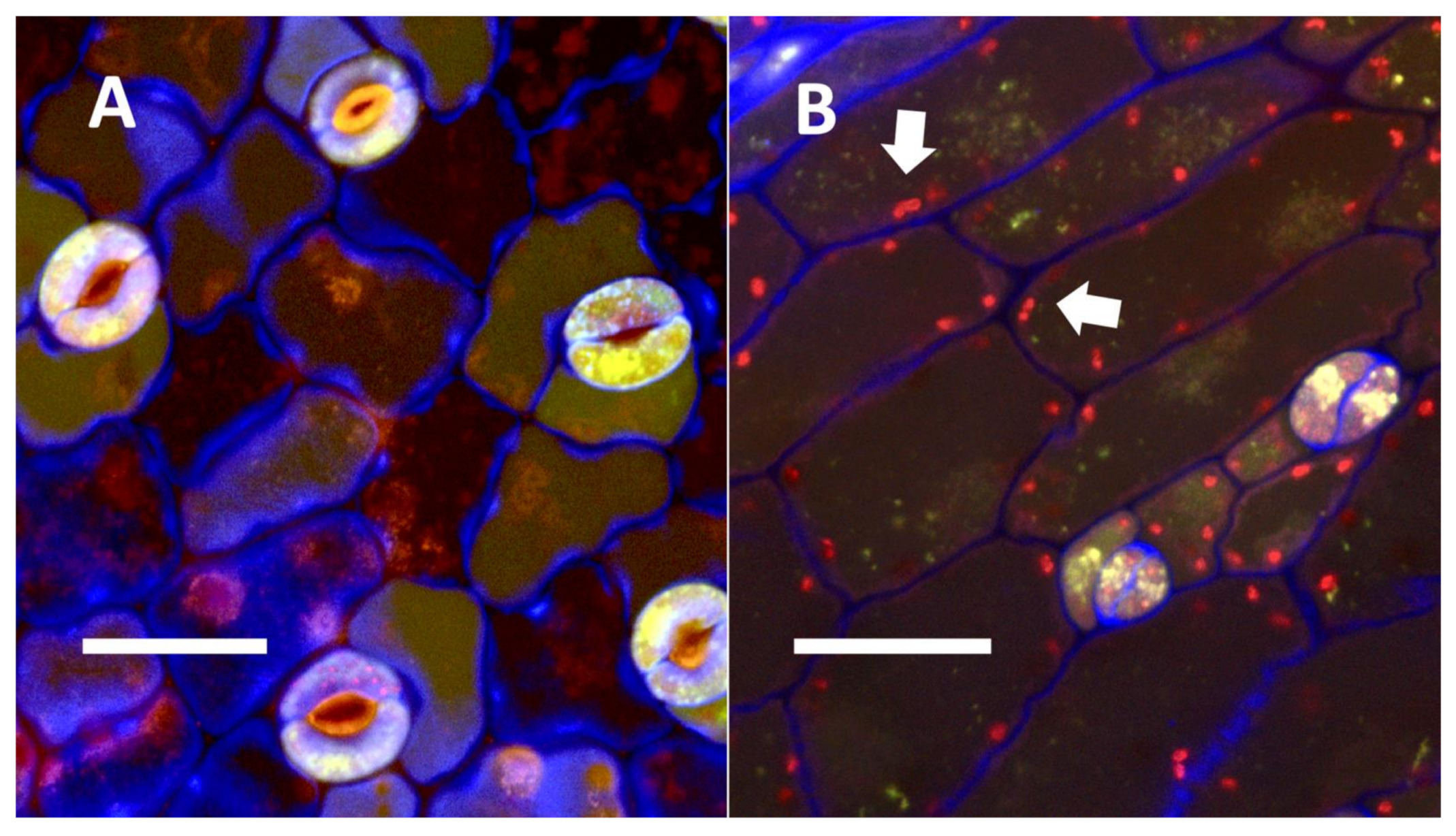 Biology 11 00876 g015 Biology 11 00876 g015