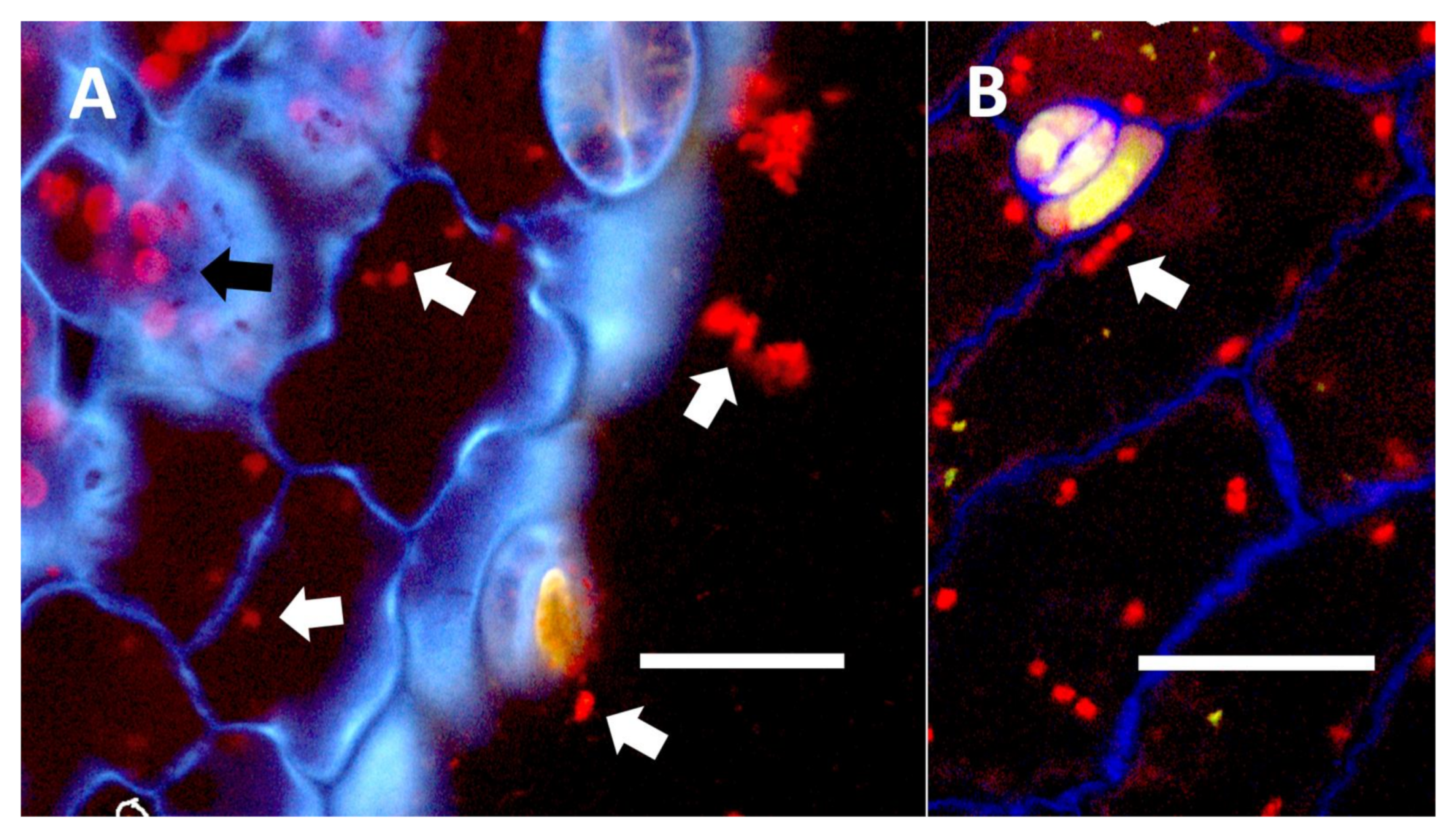 Biology 11 00876 g016 Biology 11 00876 g016
