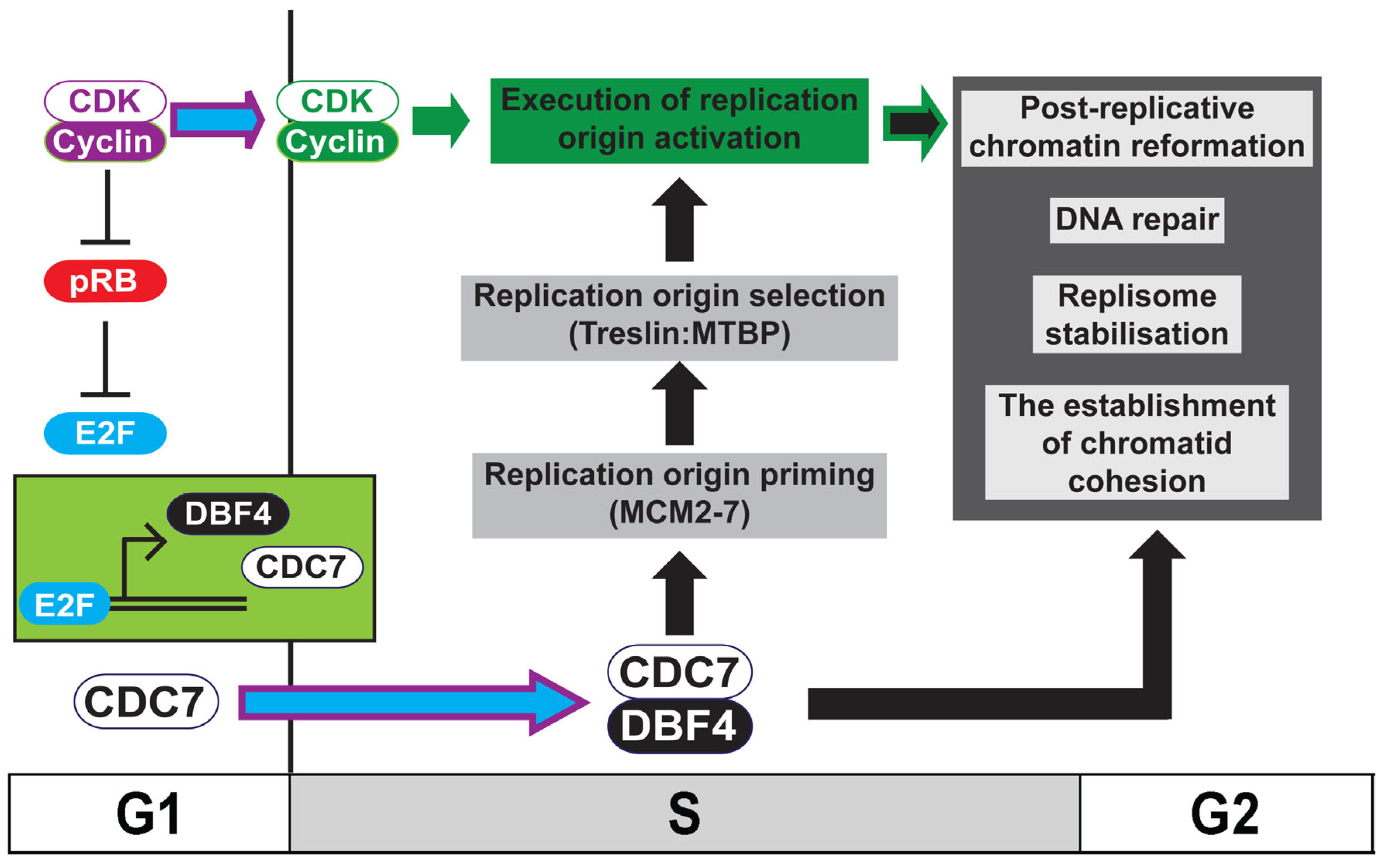 Biology | Free Full-Text | DDK: The Outsourced Kinase of Chromosome  Maintenance