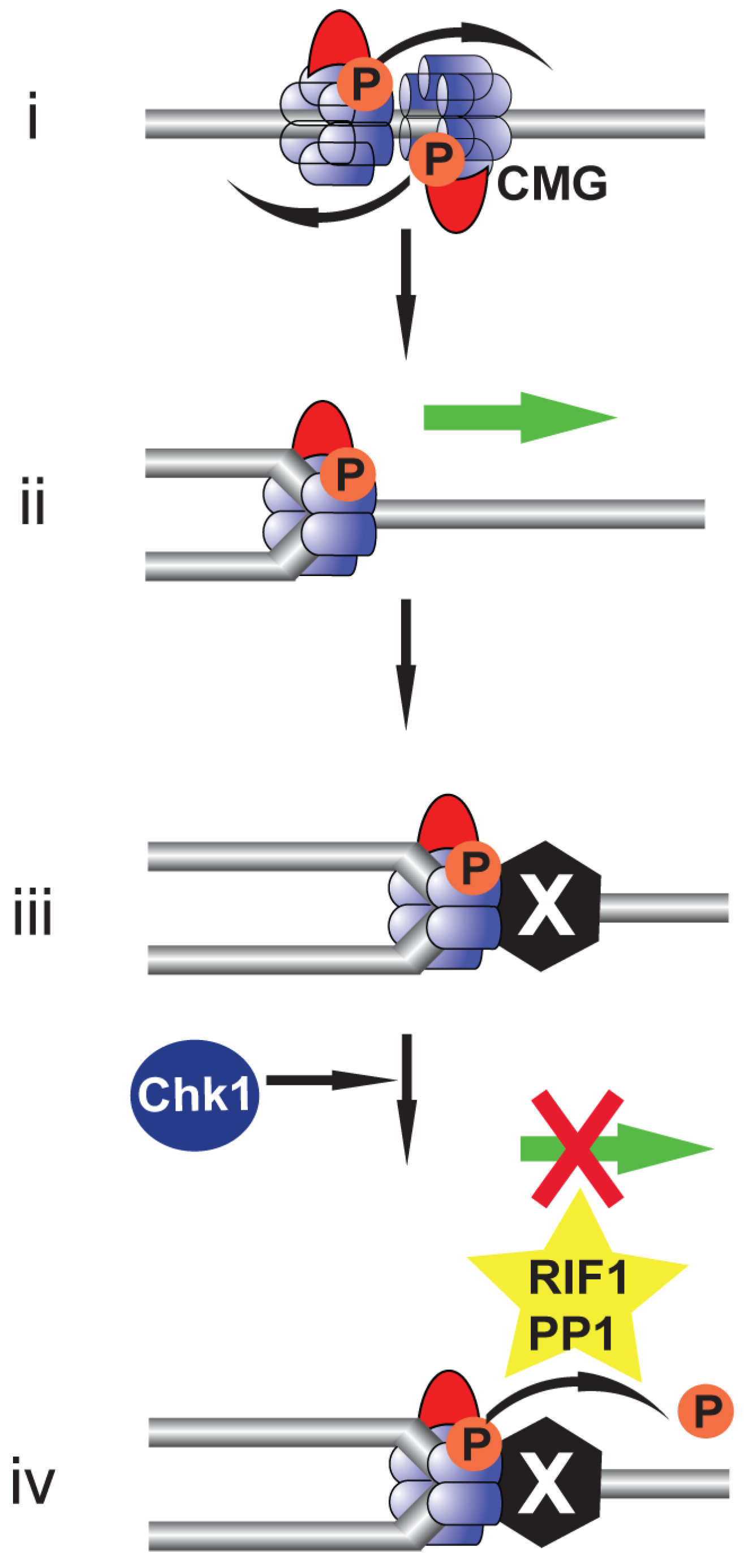 Biology 11 00877 g003